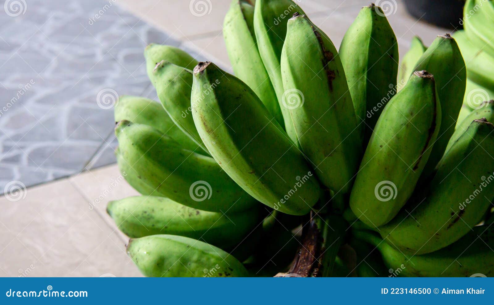 close up view of young unripe green of saba banana or pisang nipah