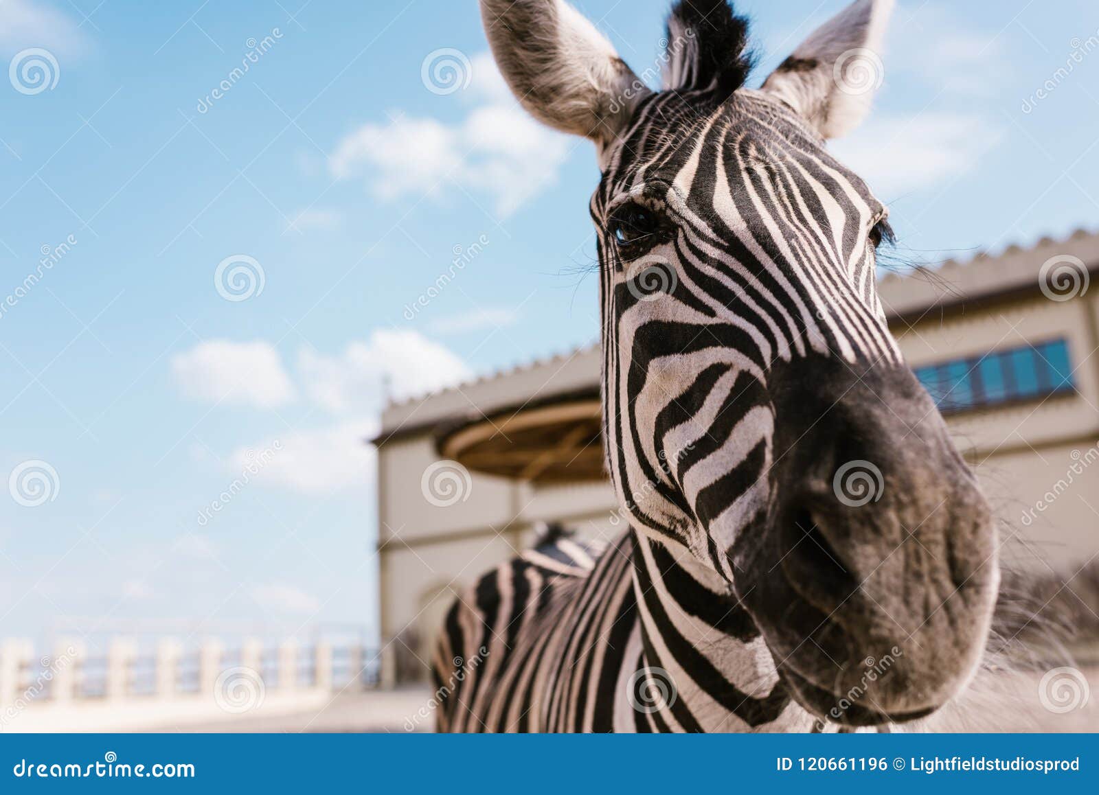 close up view of zebra standing on blurred background