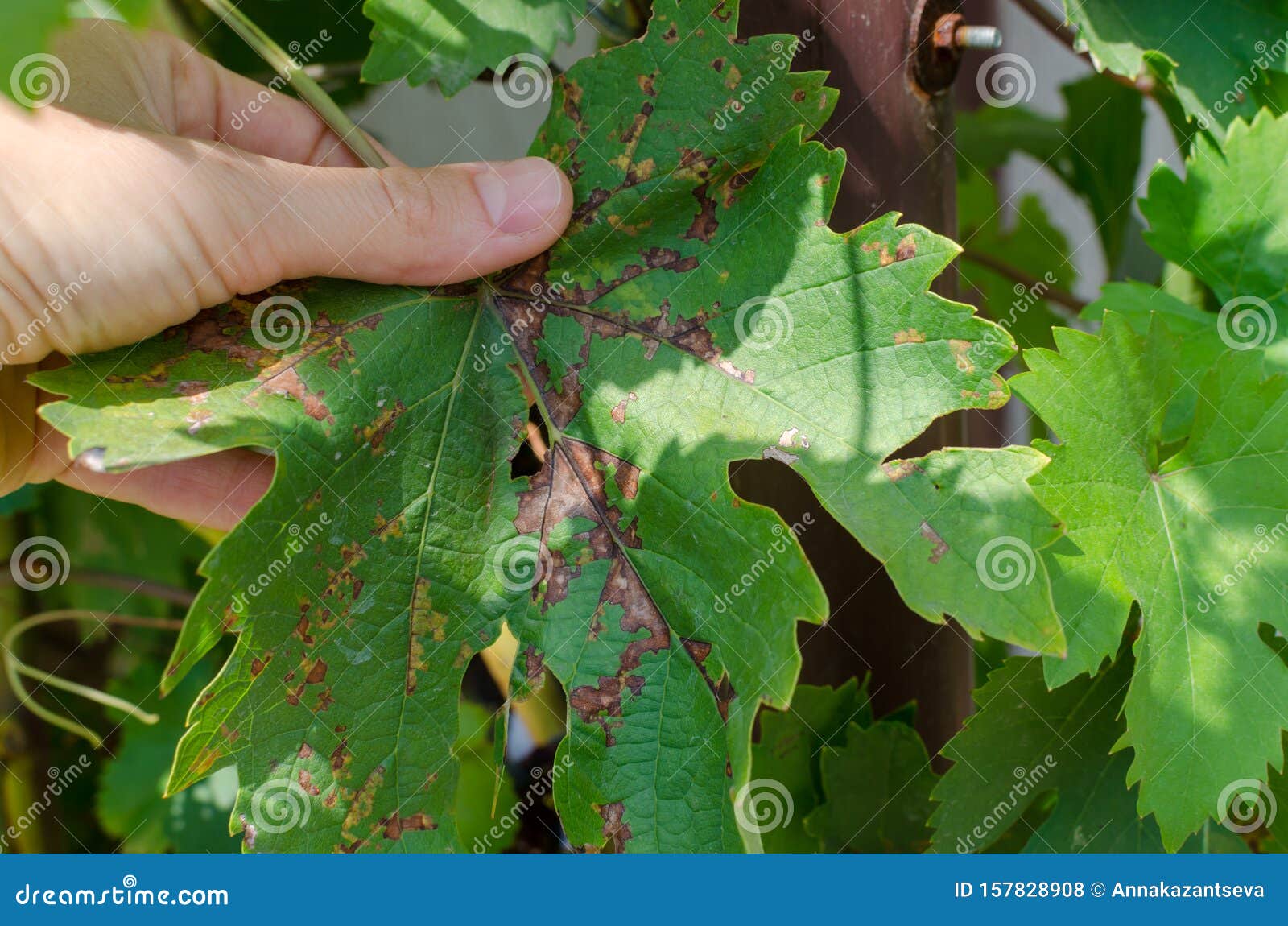 closeup of vine grape leaf affected by downy mildew plasmopara vitikola