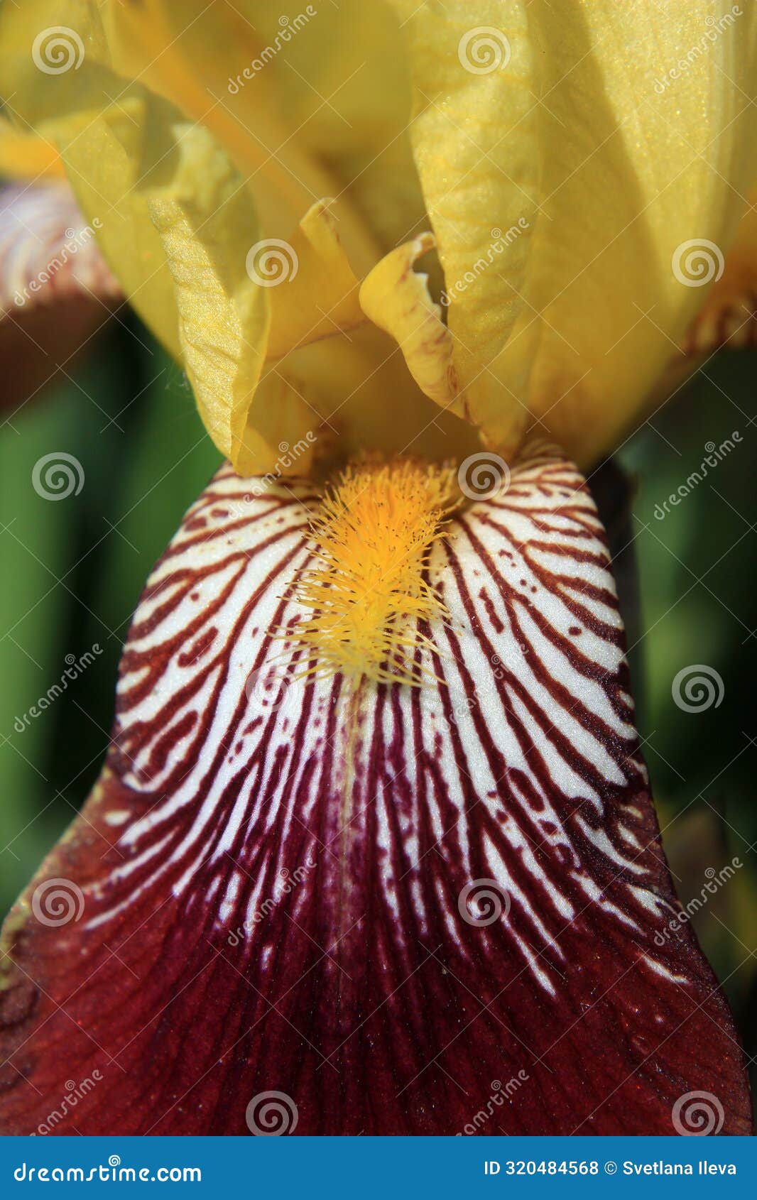 close up of vinous and yellow iris petal with stamen