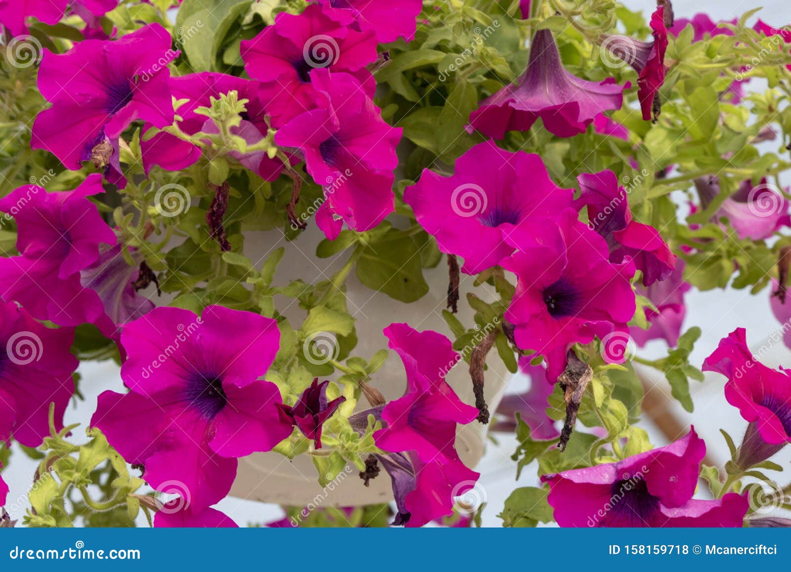 Close-up of Violet Flower Petunia (Petunia Integrifolia) Flower ...