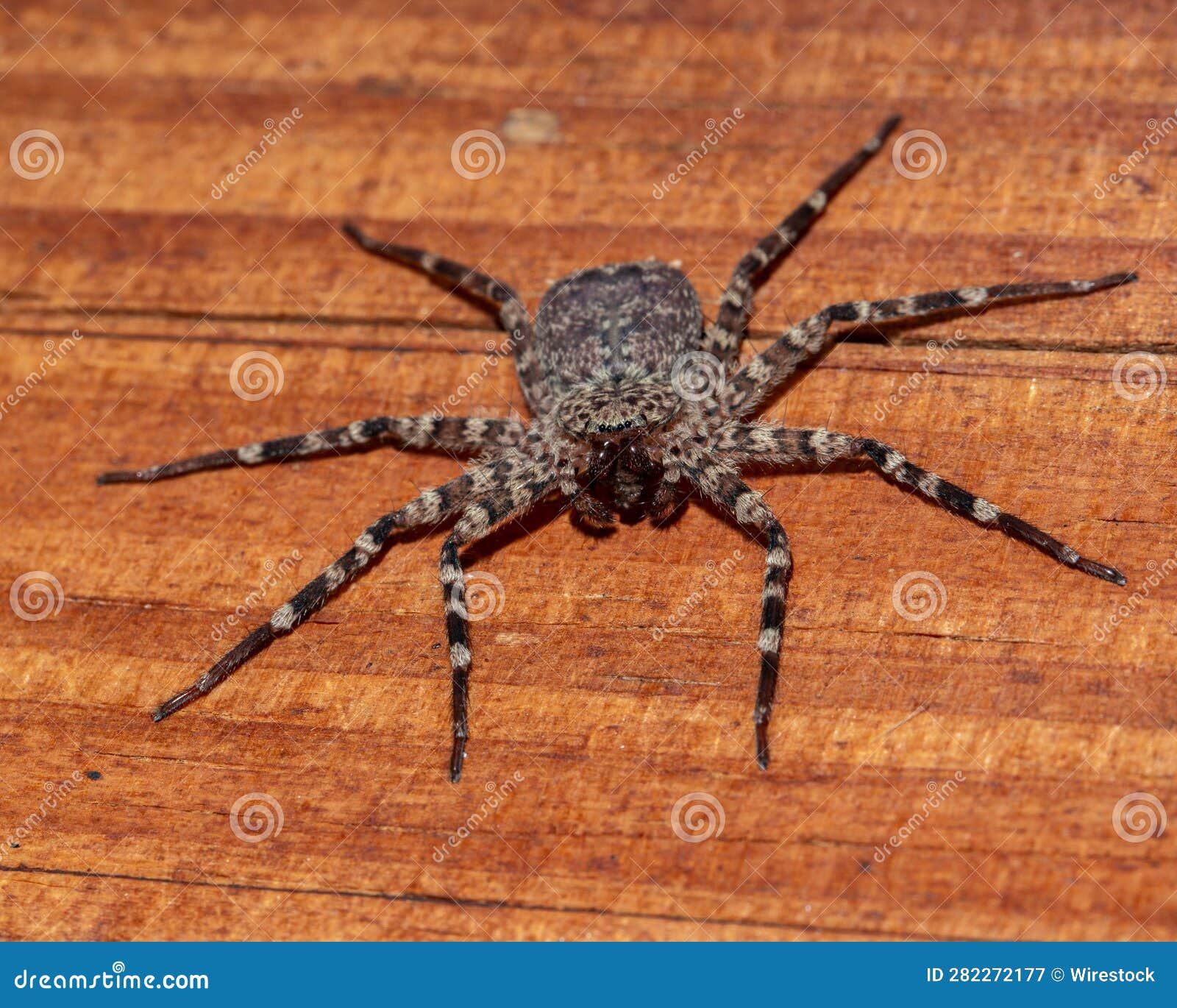 Closeup of a Wall Spider on a Wooden Surface. Stock Image Image of