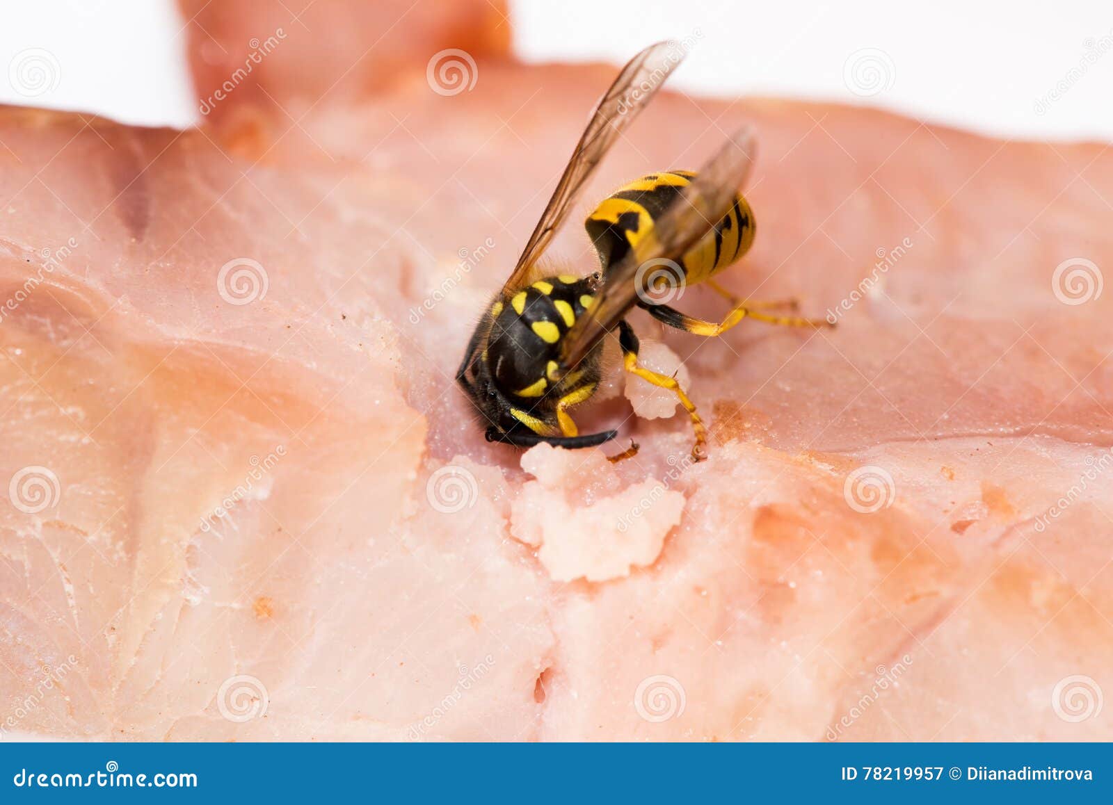 Close Up of Wasp Eating Meat Stock Image Image of animal