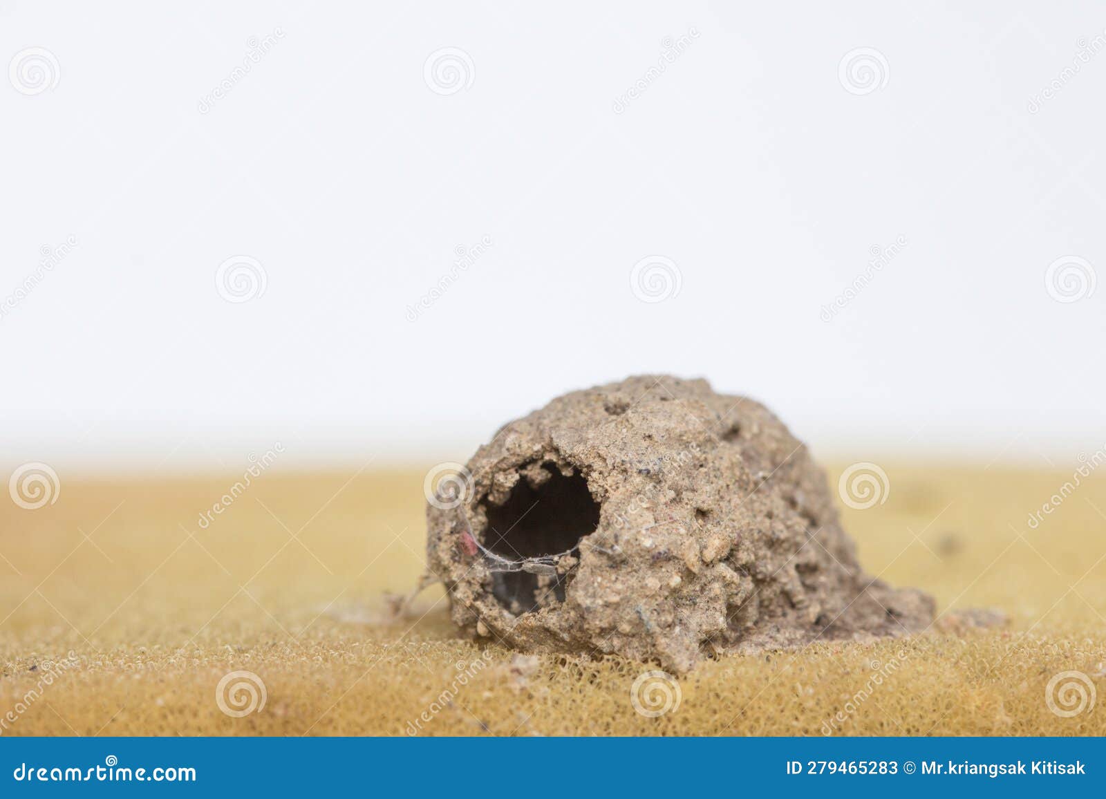 Close Up Wasp S Nest Made of Soil on the Sponge and White Background ...
