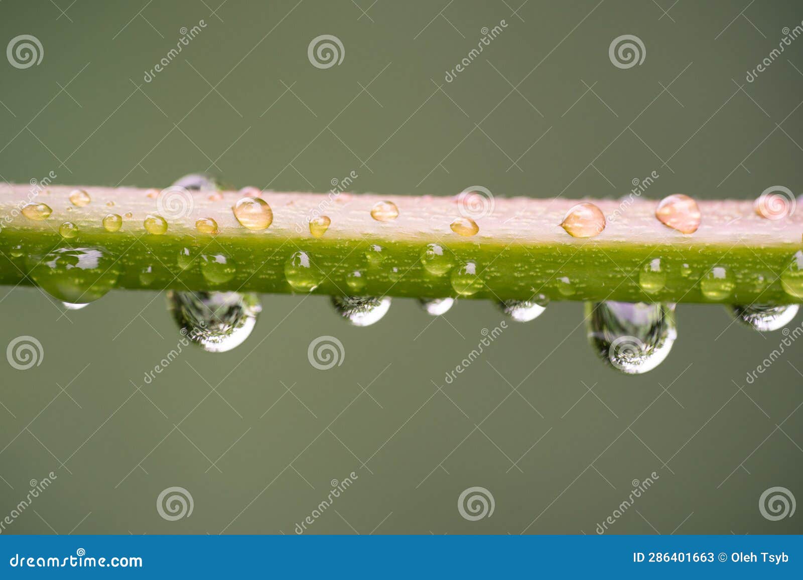 Closeup of Water Droplets on a Plant Stem Stock Image Image of