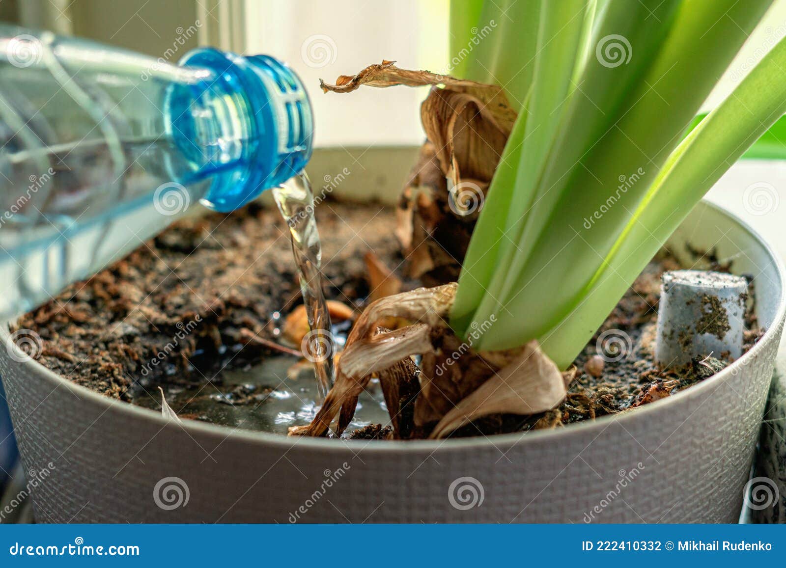 Close Up Water Pouring in the Plant Pot from the Bottle Stock Photo