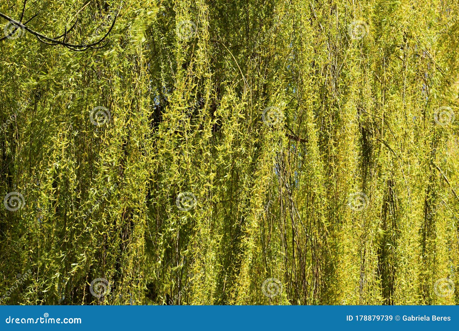 Weeping Willow Tree Branches with Leaves. Stock Image Image of family, close 178879739