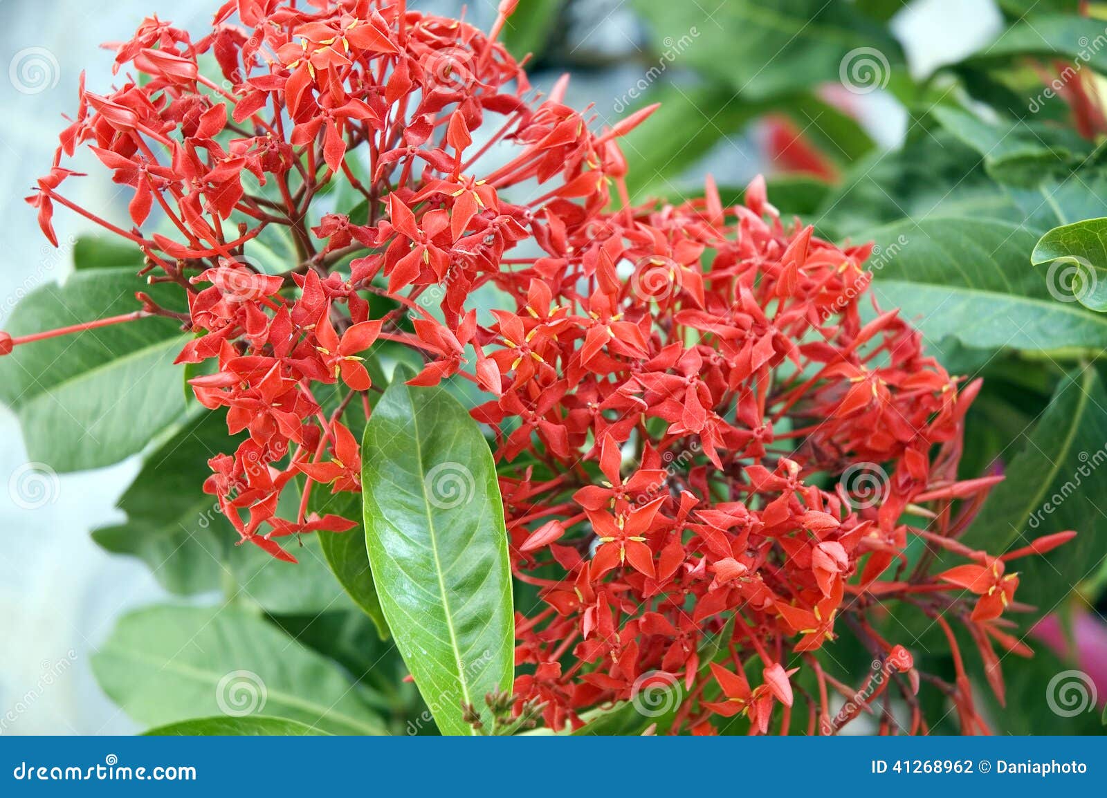 Close Up West Indian Jasmine Stock Photo Image of outdoors, indian