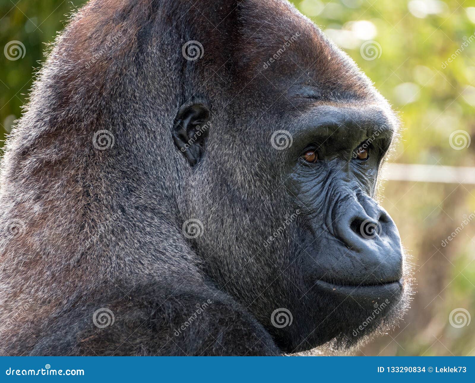 Male silverback gorilla - lopezbuzz