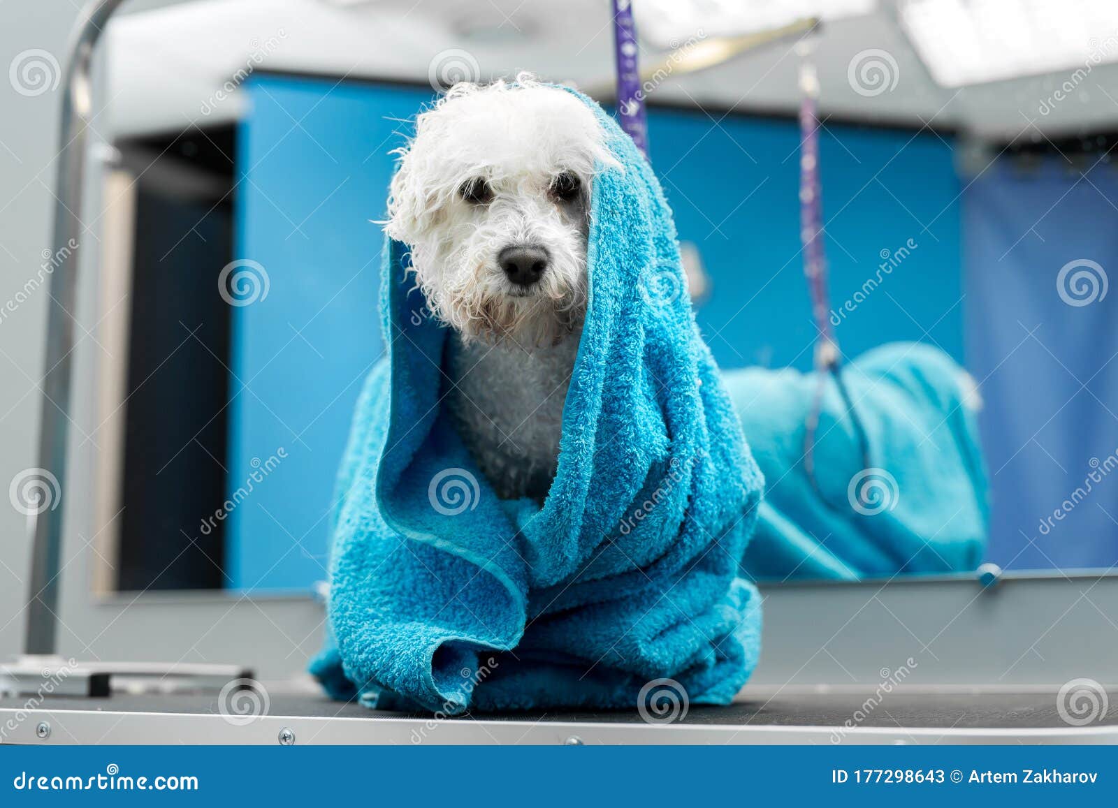 how do you bathe a bichon frise puppy