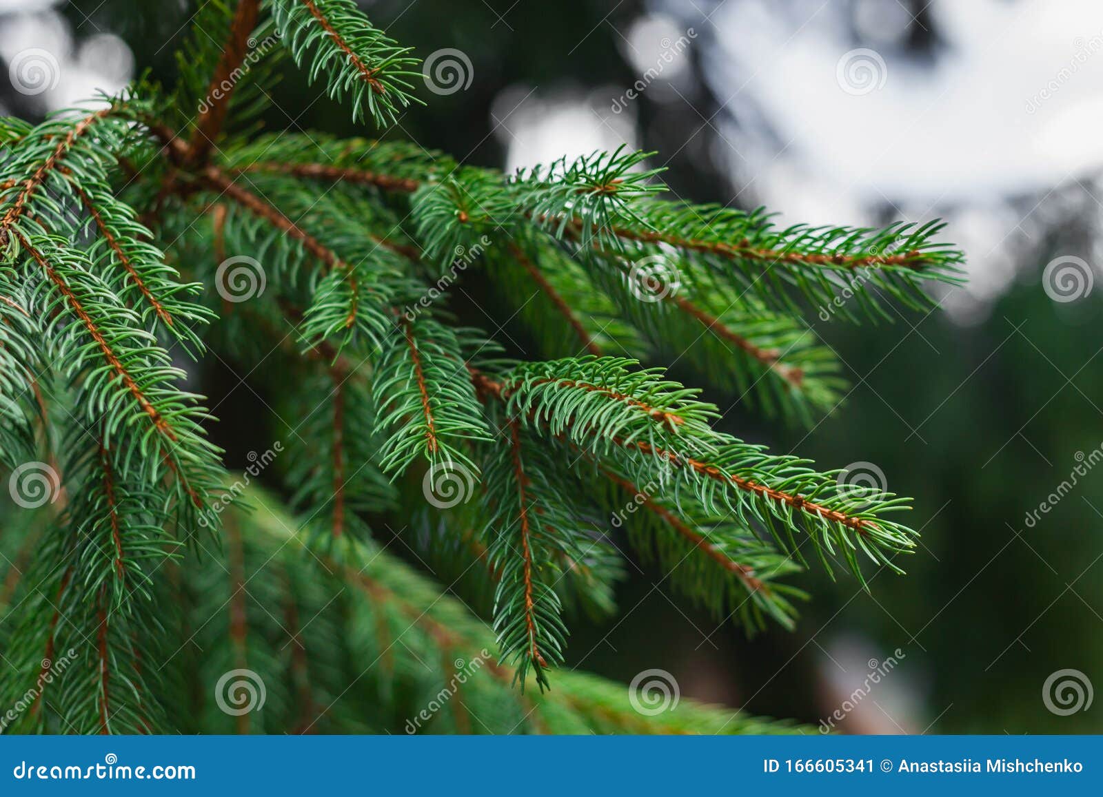 Wet spruce branches stock image. Image of light, garden 166605341