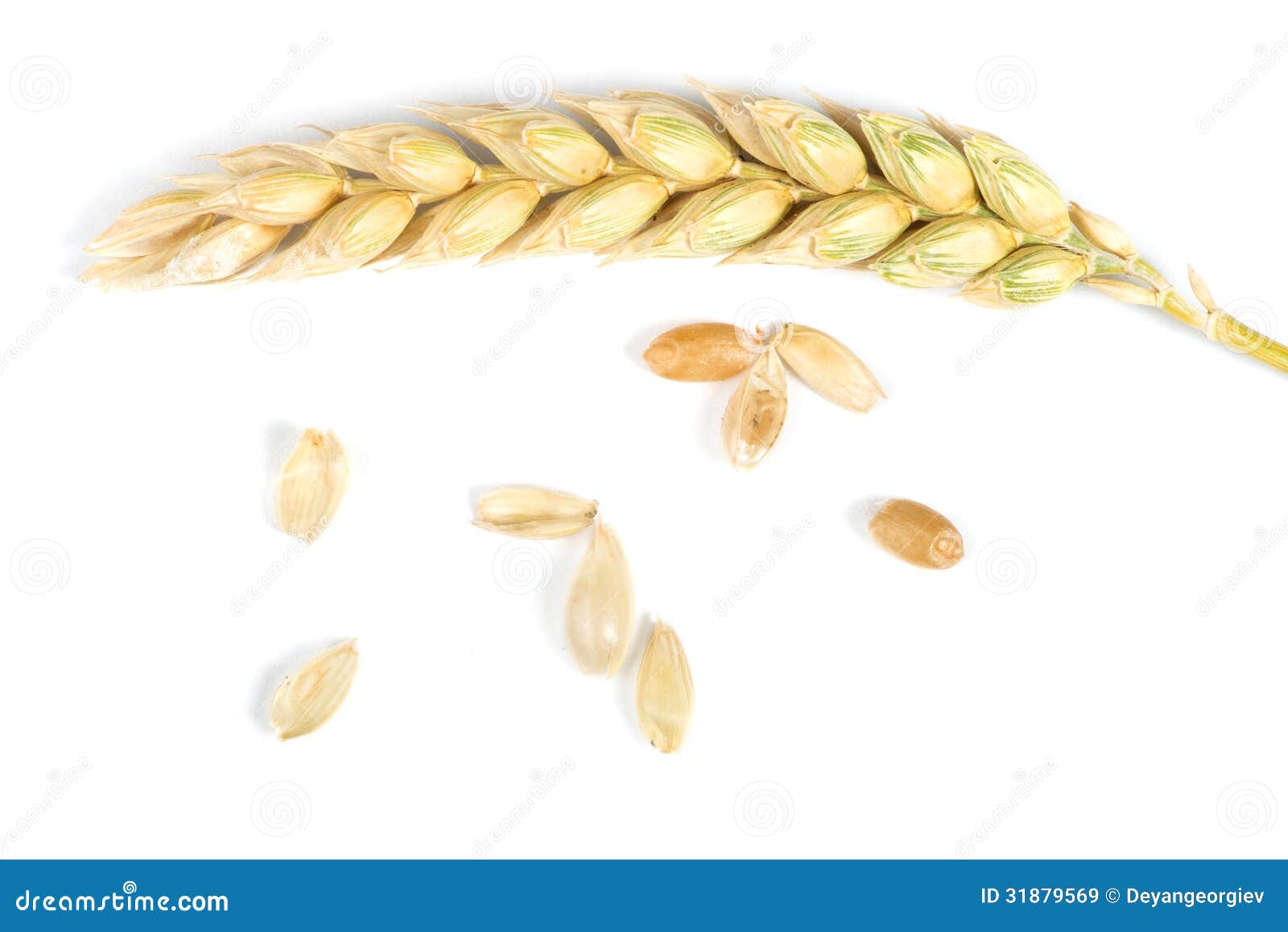 Close Up Wheat Cereal Crops Stock Image Image of natural, stem 31879569
