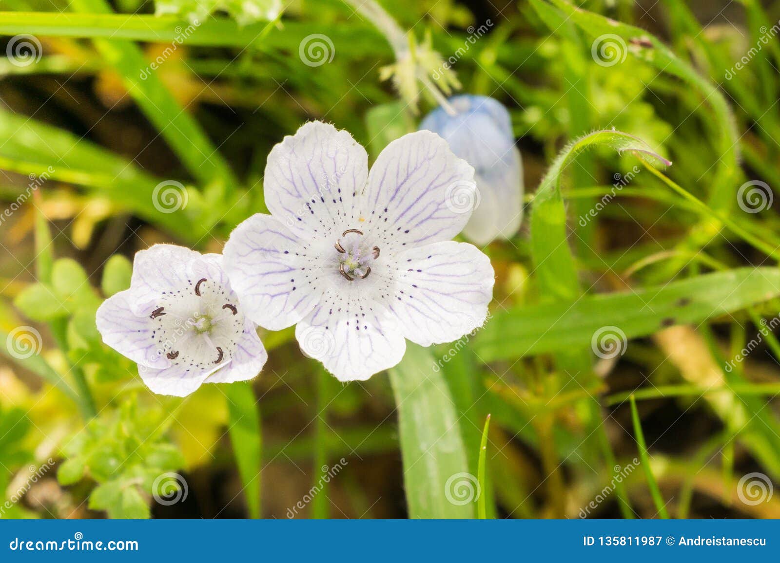 Baby Blue Eyes, Nemophila menziesii