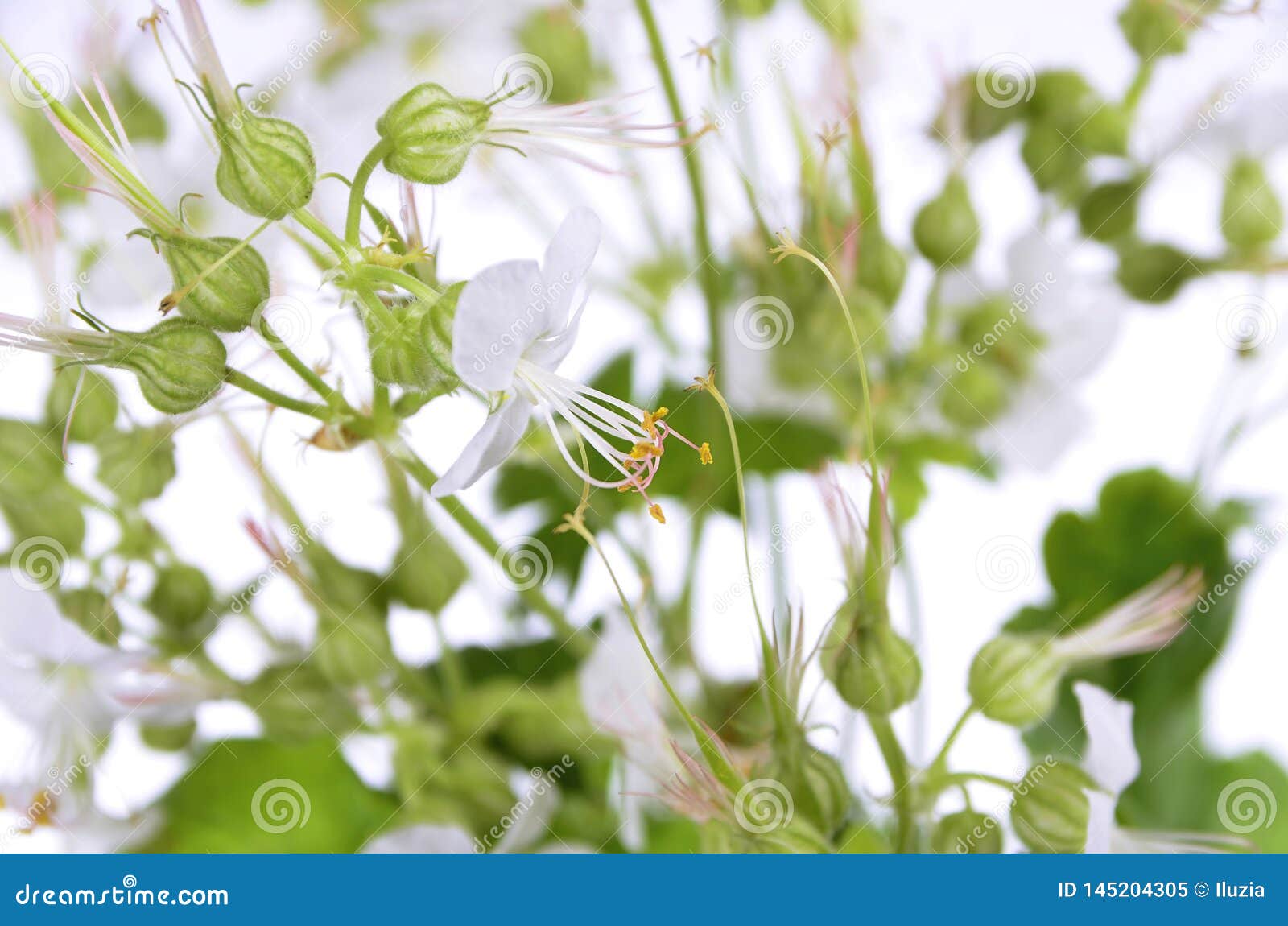 Close Up Of White Bigroot Geranium Flowers On An Isolated White Background Stock Image Image Of Beautiful Outdoors 145204305