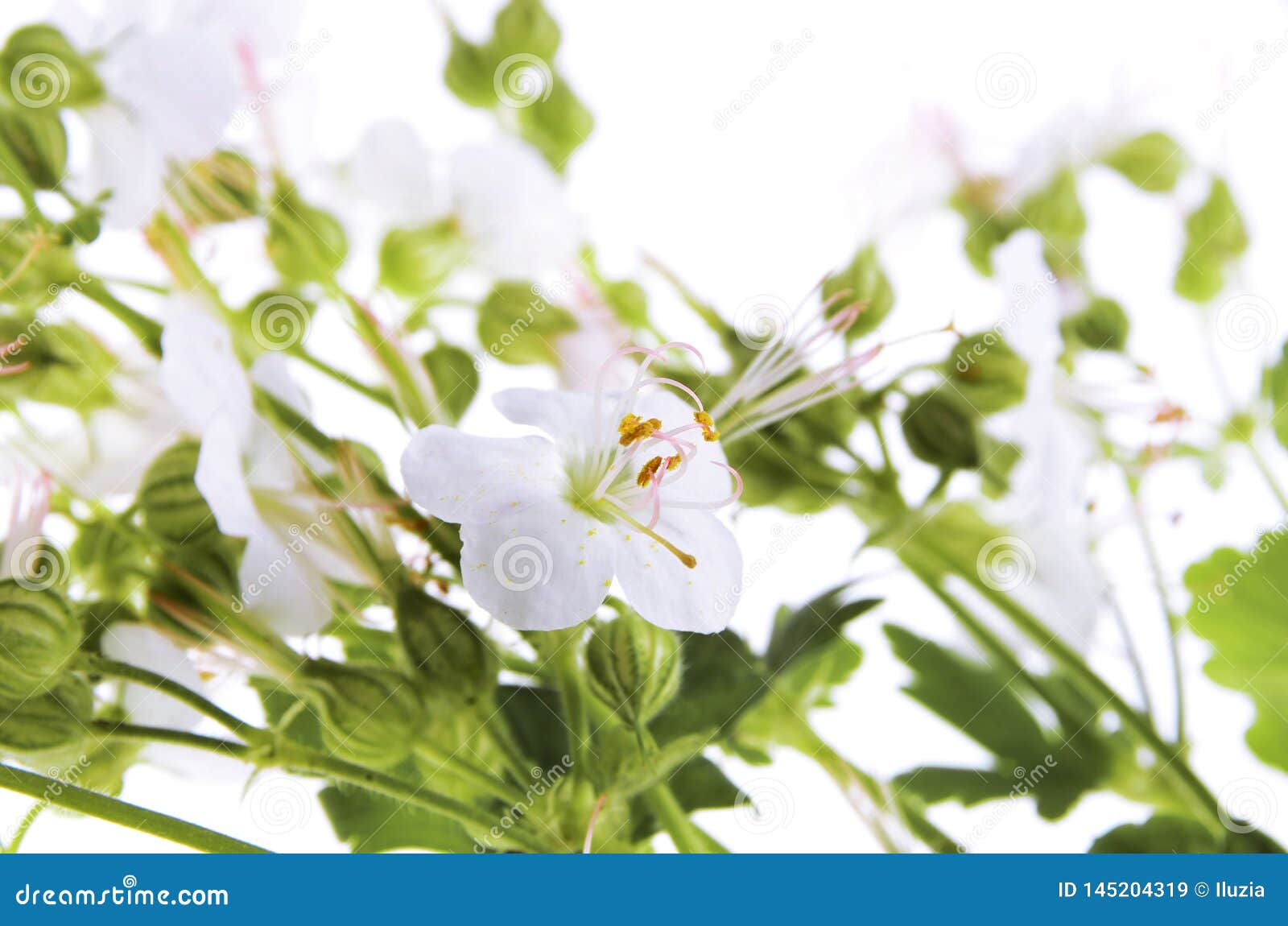 Close Up Of White Bigroot Geranium Flowers On An Isolated White Background Stock Image Image Of Close Isolated 145204319