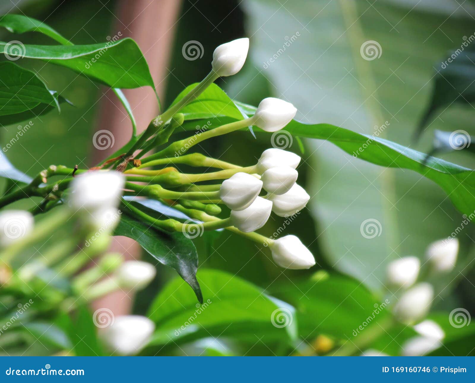 close up white bouquet of crepe jasmine, clavel de la india, east indian rosebay, pinwheel flower in the garden