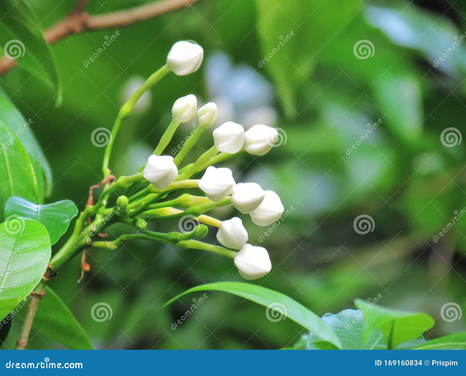 close up white bouquet of crepe jasmine, clavel de la india, east indian rosebay, pinwheel flower in the garden