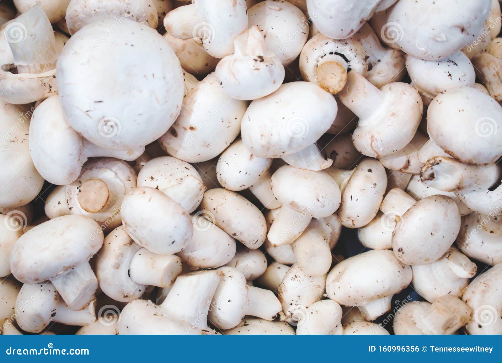 Closeup of White Button Mushrooms Stock Photo Image of cultivated