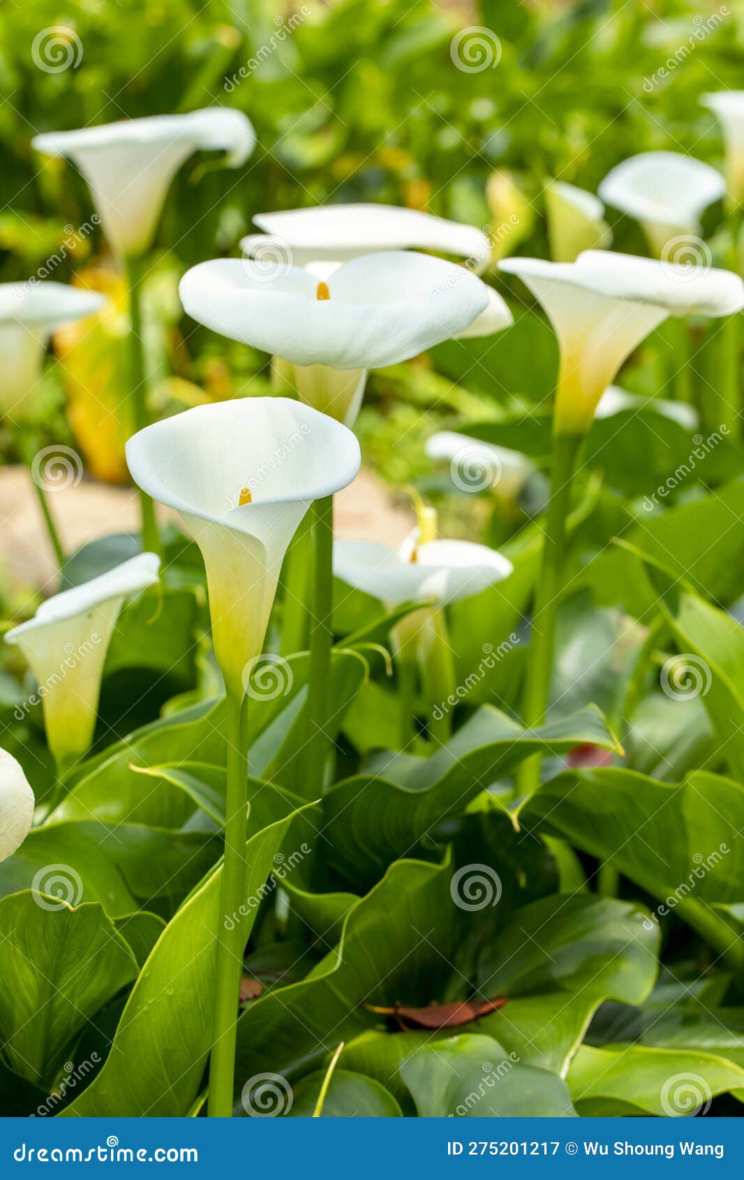 Close Up, Spring, Calla Lily Park, White Calla Lily, Calla Lily