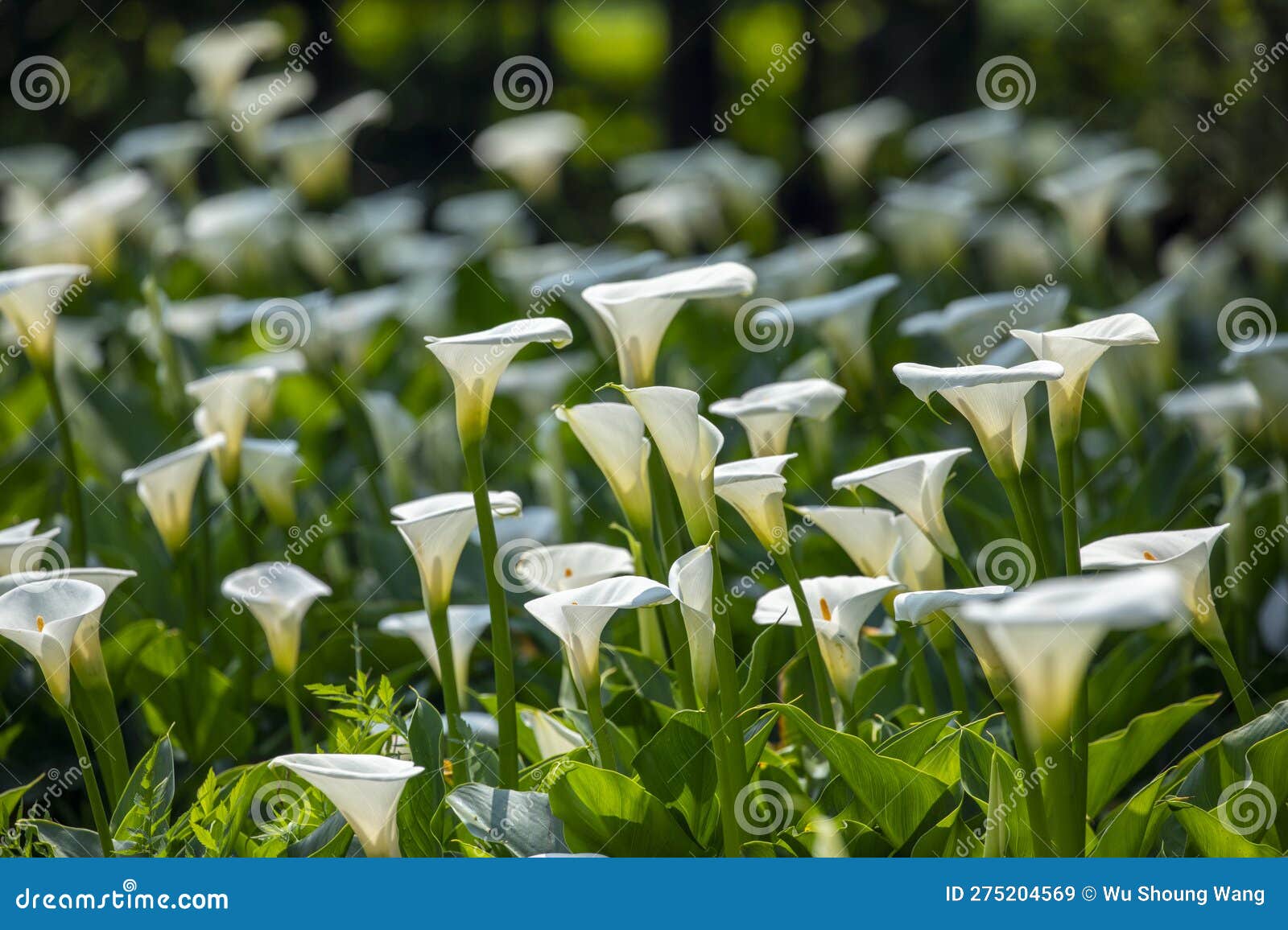 Close Up, Spring, Calla Lily Park, White Calla Lily, Calla Lily, Flowers Stock Image Image of
