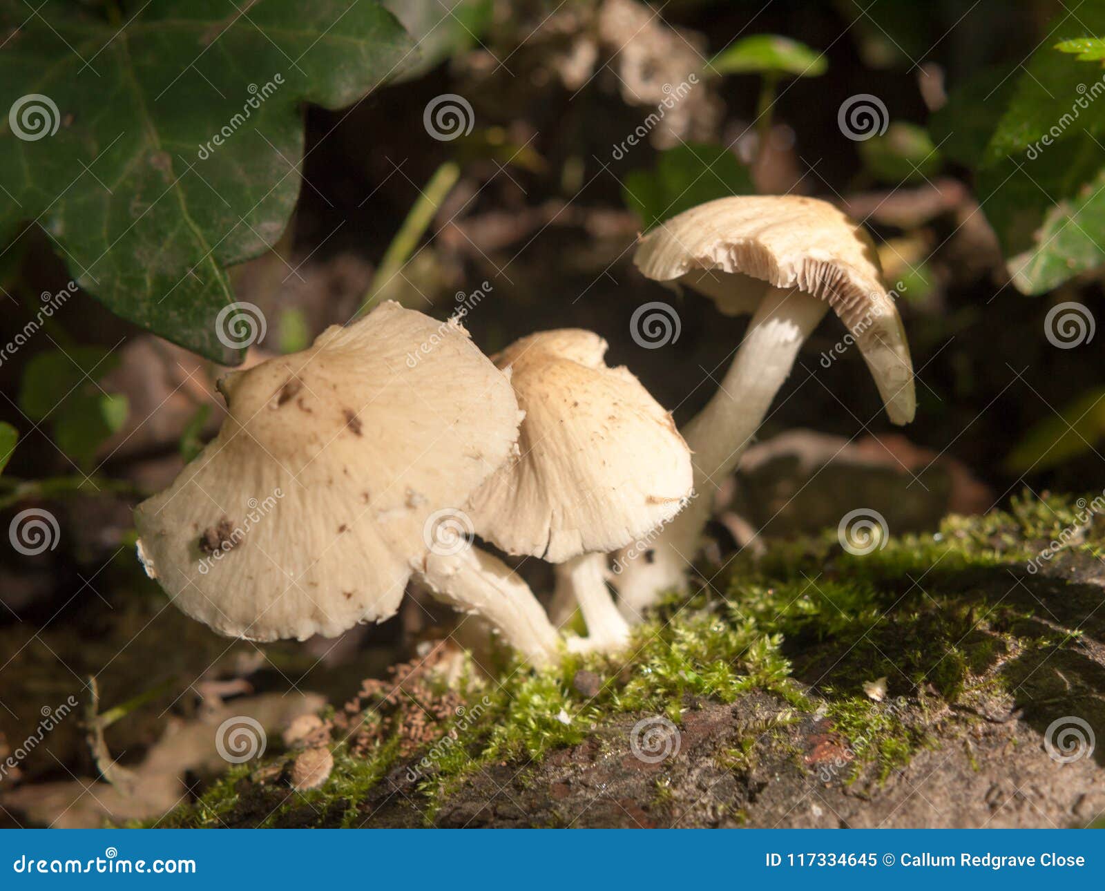 whitecap mushroom whitecap mushroom