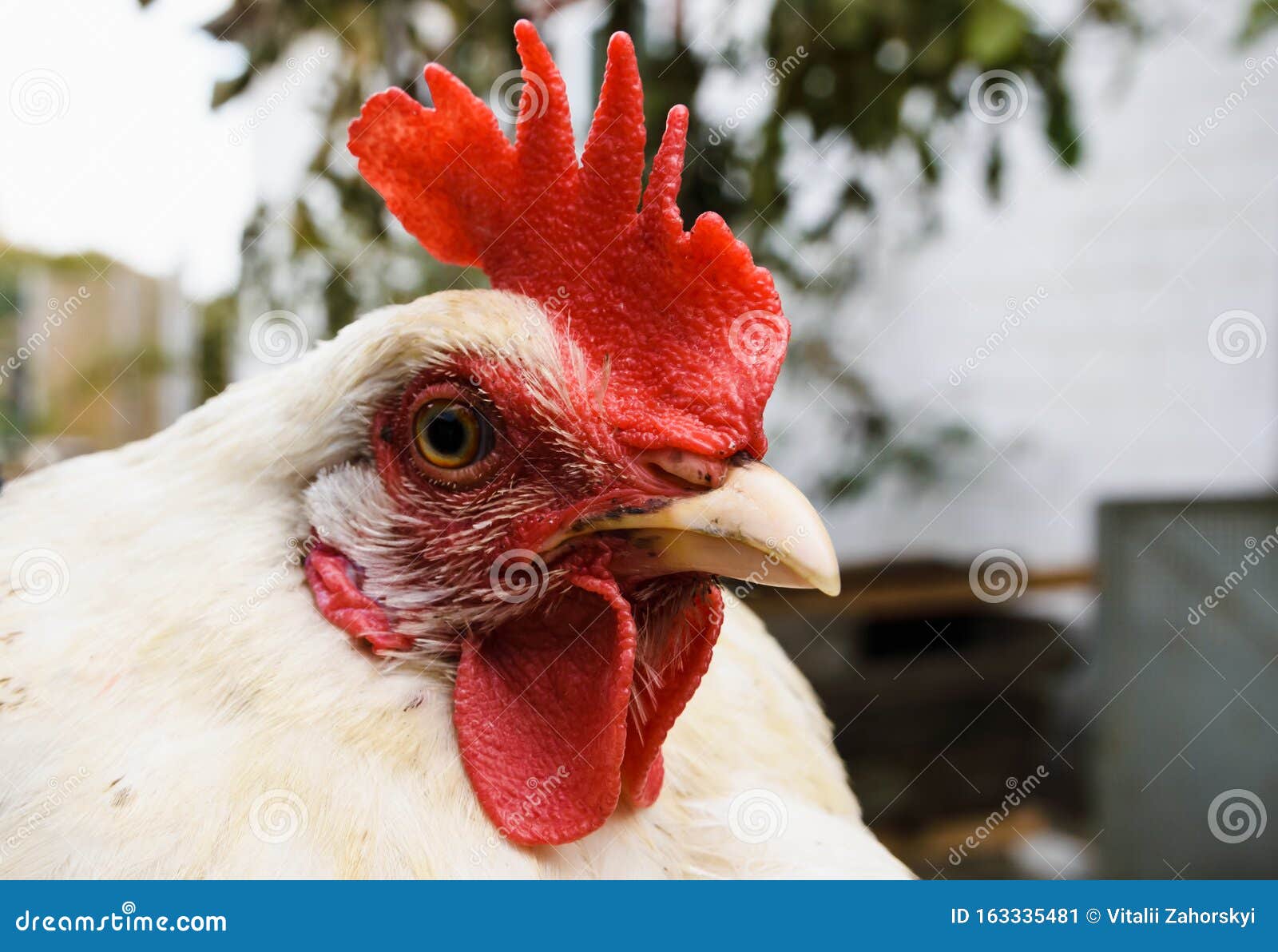 Closeup Head of a White Hen on a Farm Stock Image - Image of field, comb:  163335481