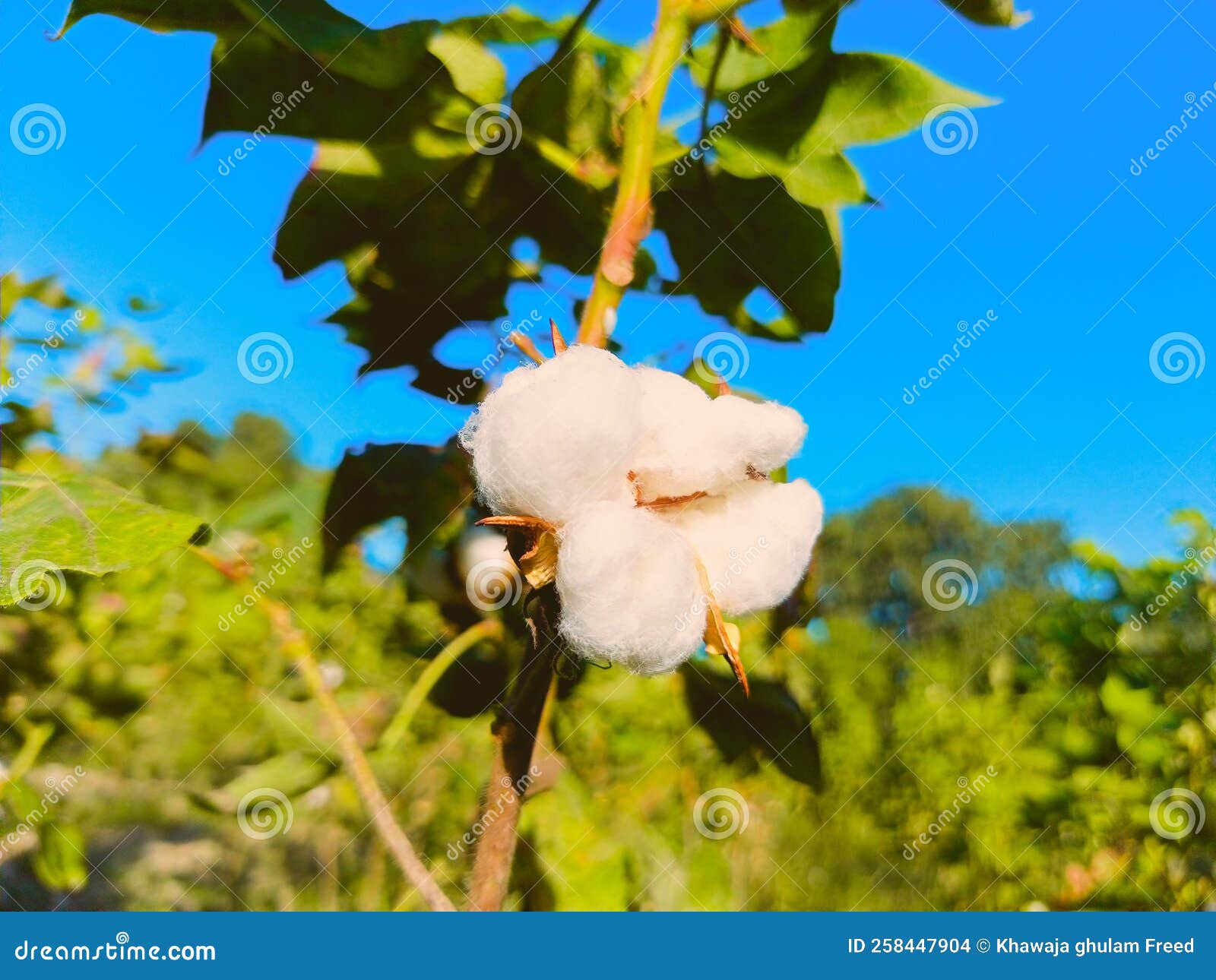 Close Up of White Cotton Flower. Cotton Flower Stock Photo Image of