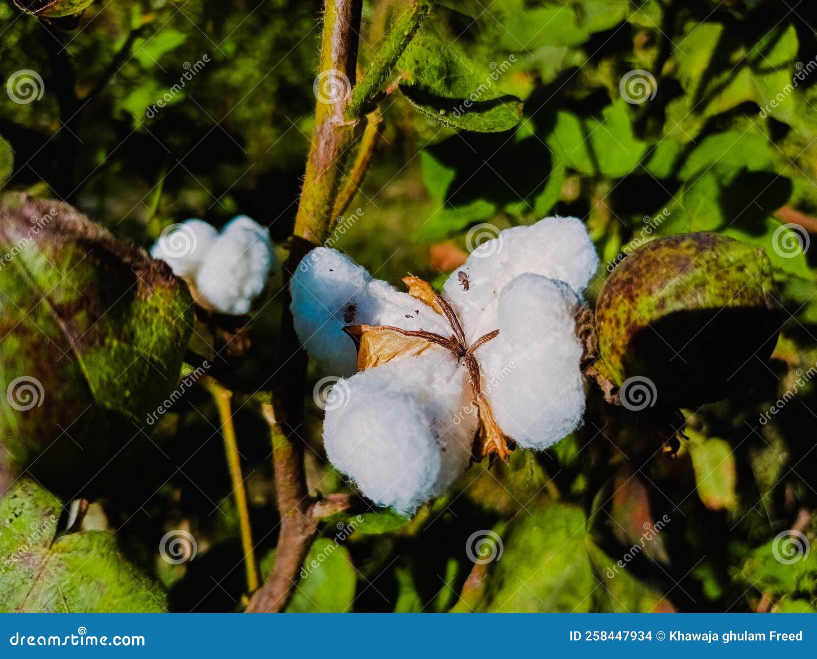 Close Up of White Cotton Flower. Cotton Flower Stock Photo Image of