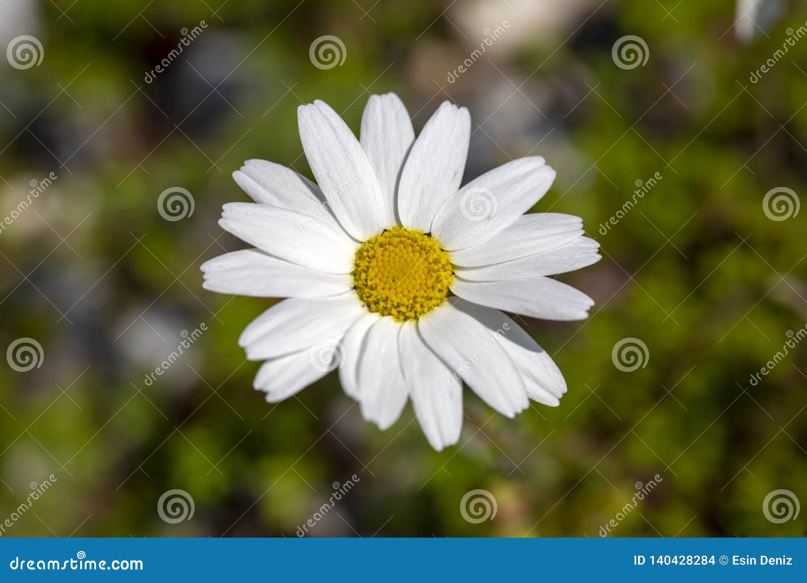 Close Up White Daisy Spring Season Photo Stock Photo Image of blossom