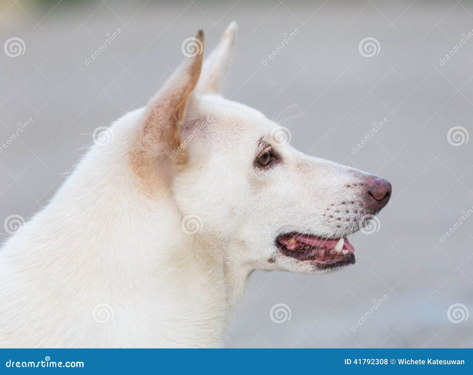 Close Up of White Dog Watch Stock Photo Image of ground, cute 41792308