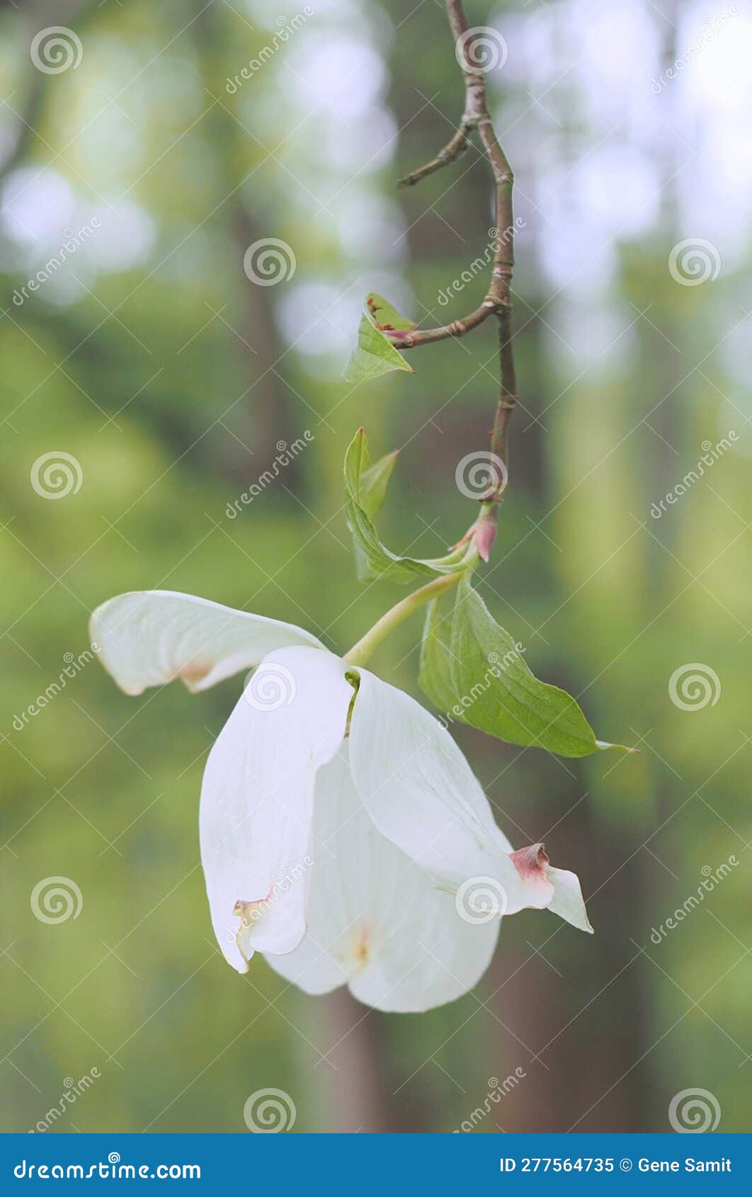 The Drooping White Flower in the Forest. Stock Image Image of hanging