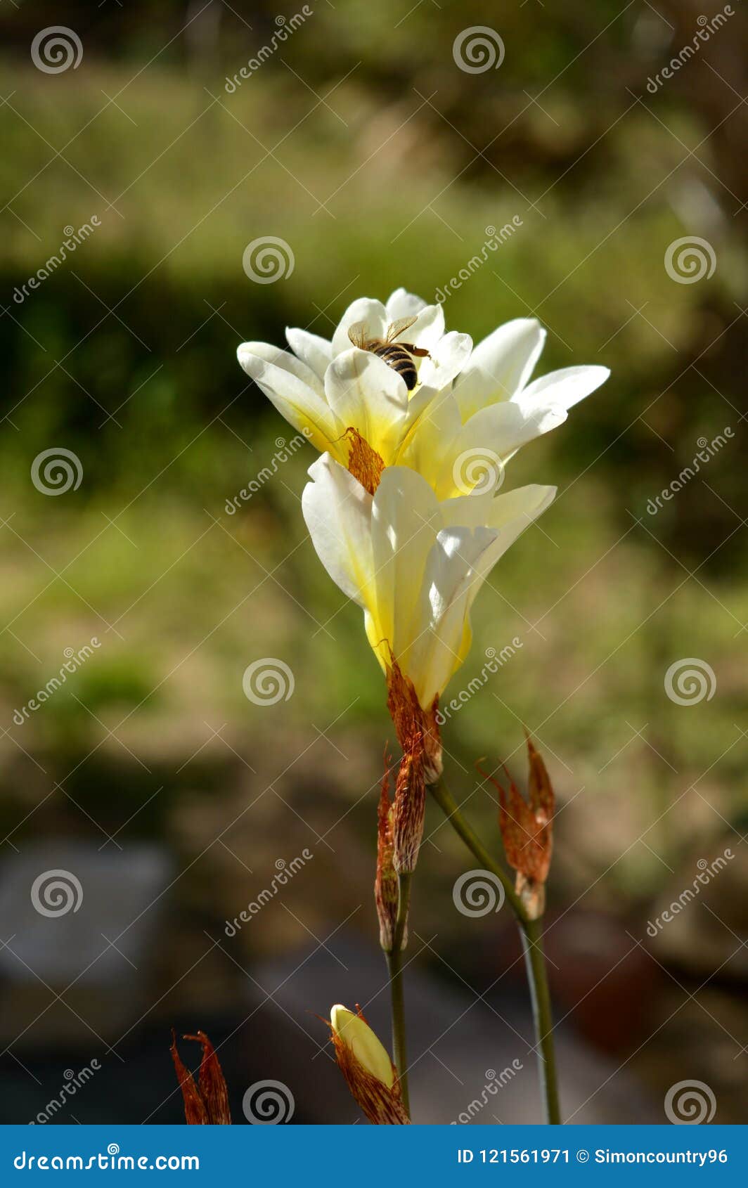 close-up of white freesia with a bee collectin pollen, macro, nature