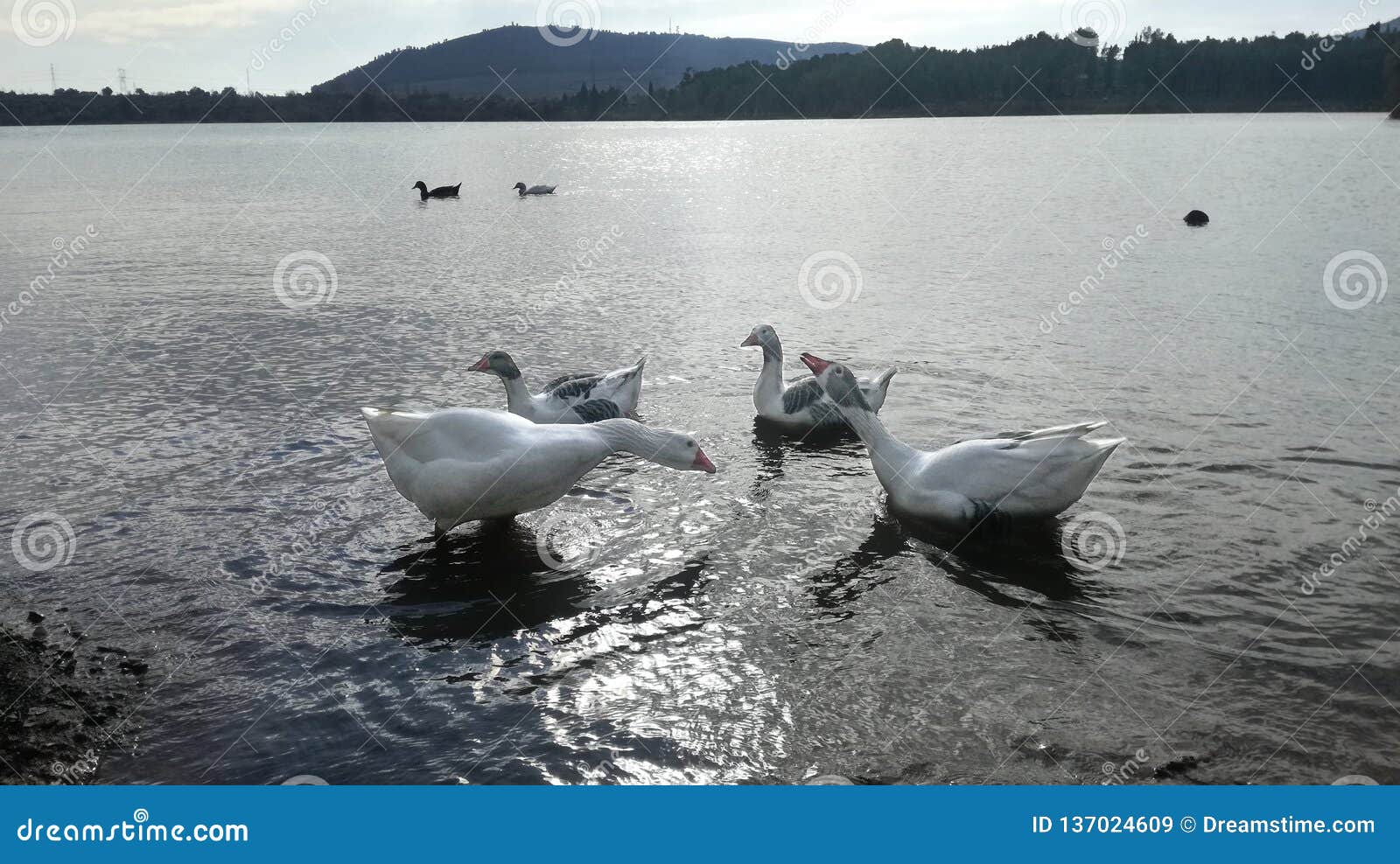 reunion de ocas - meeting of geese