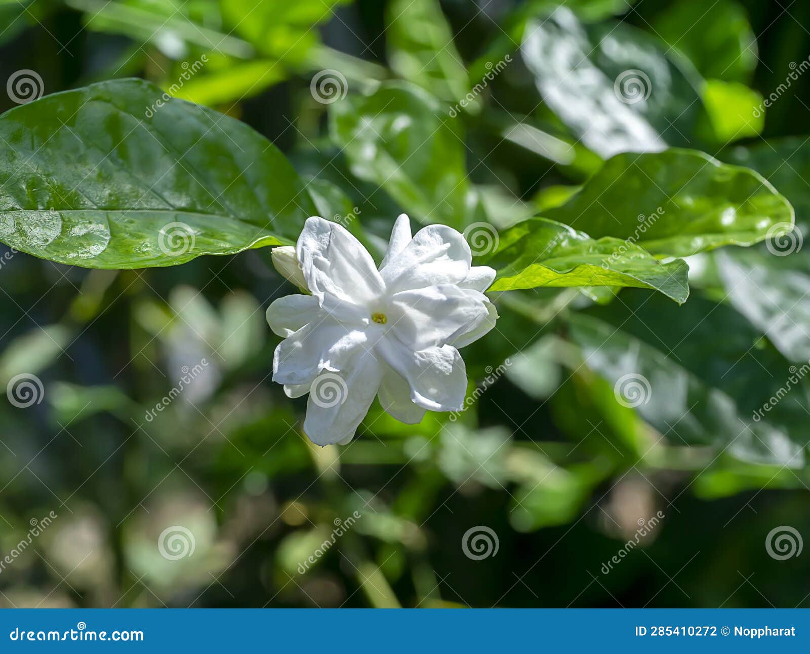 Close Up of White Jasmine Flower Stock Photo Image of group, blooming
