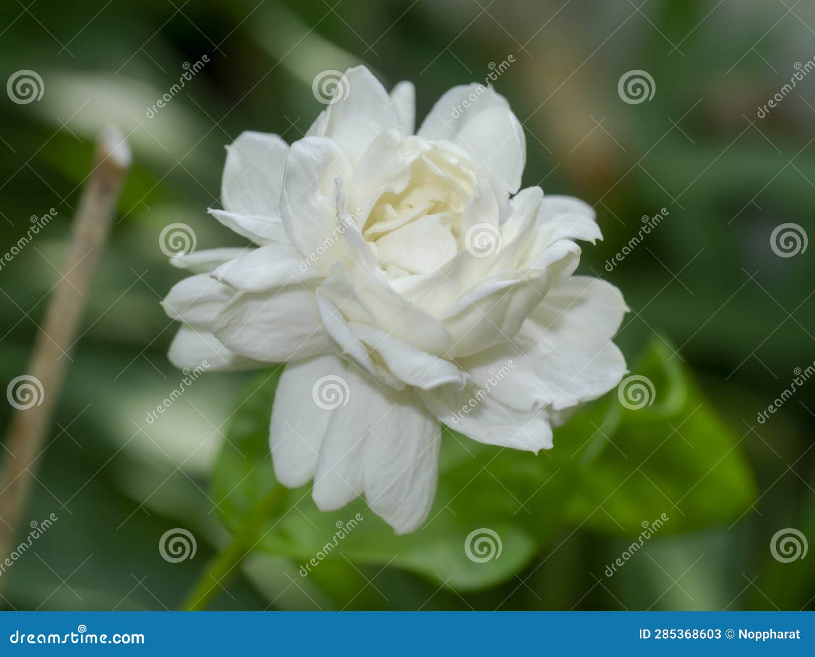 Close Up of White Jasmine Flower in Blur Background Stock Image Image