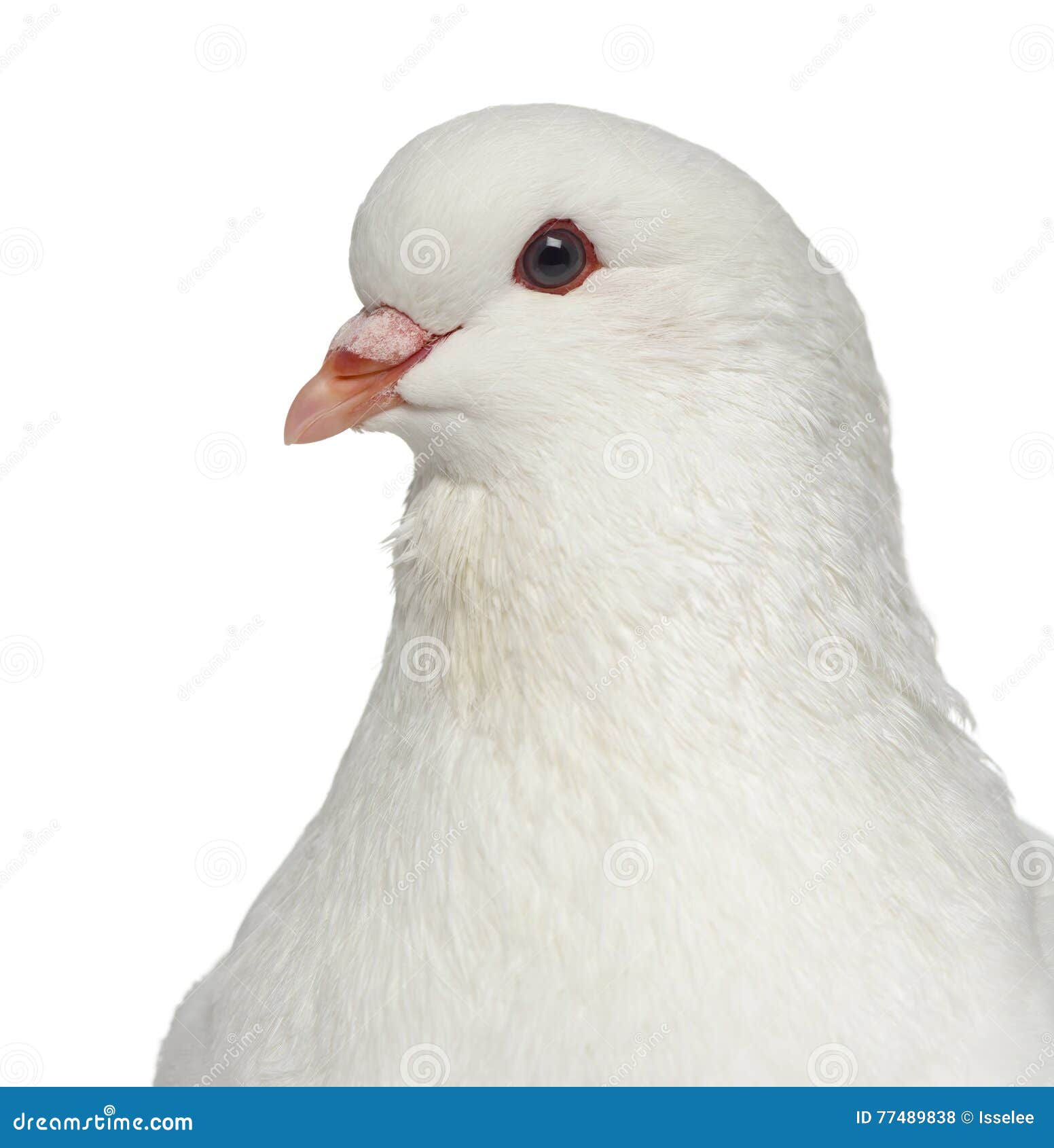Closeup of a White King Pigeon Stock Photo Image of people, front