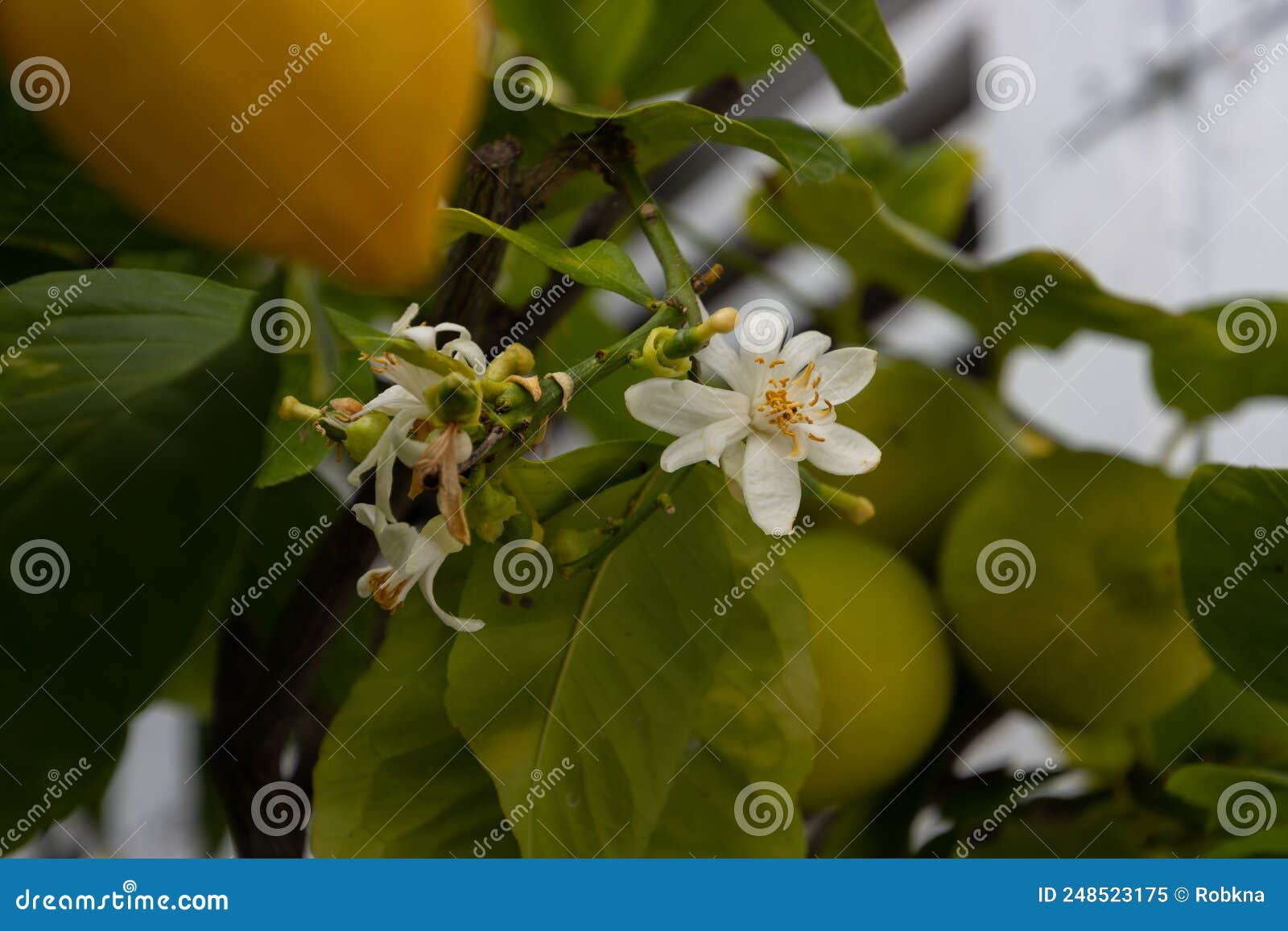 Close Up of a White Lemon Blossom, Also Called Citrus X Limon Stock