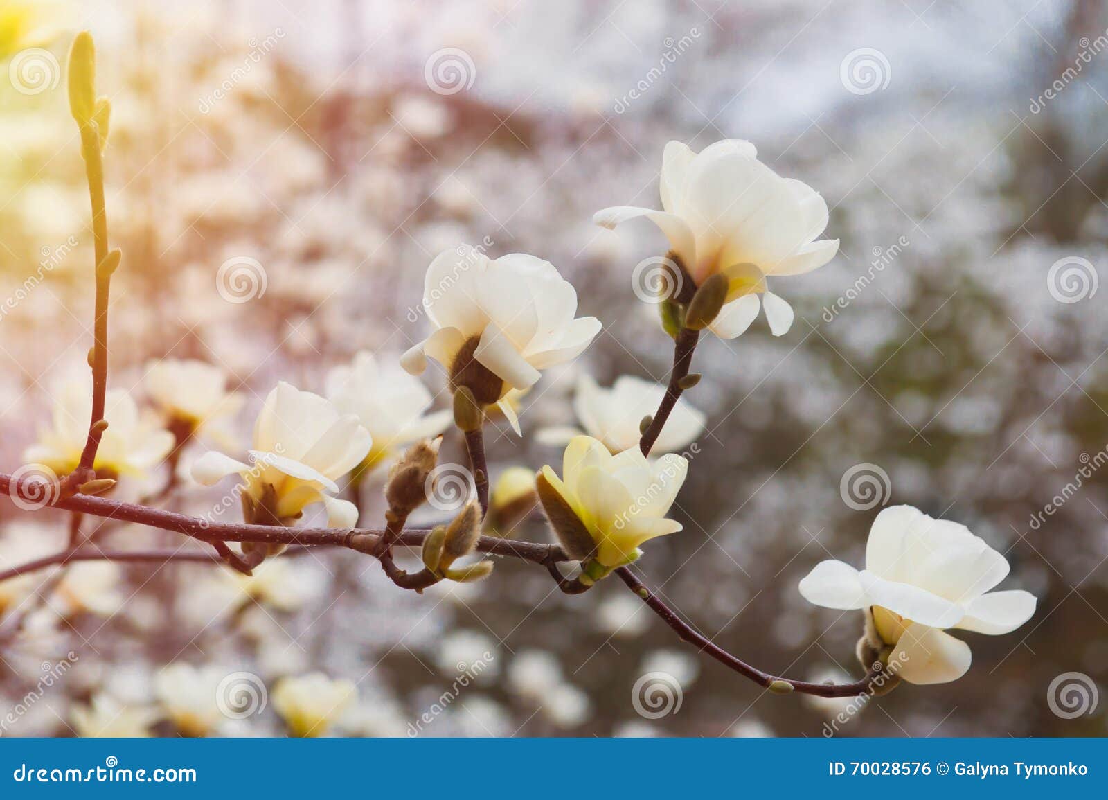 Close Up of White Magnolia Flower on a Tree Blossom Stock Photo Image