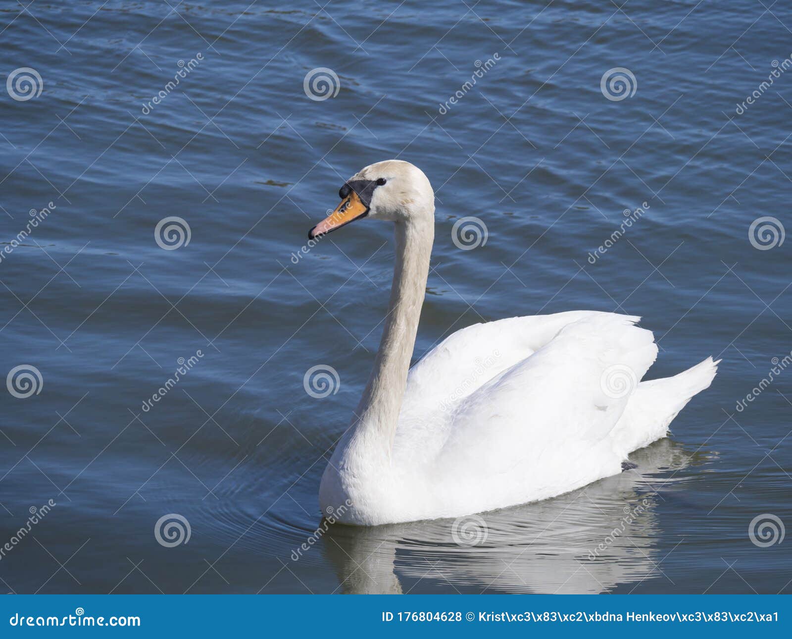 close up white mute swan, cygnus olor, swimming on lake blue water suface in sunlight. selective focus