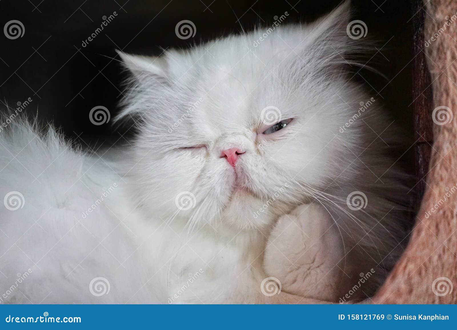 Close Up a White Persian Cat Sleepy Stock Image Image of carnivore