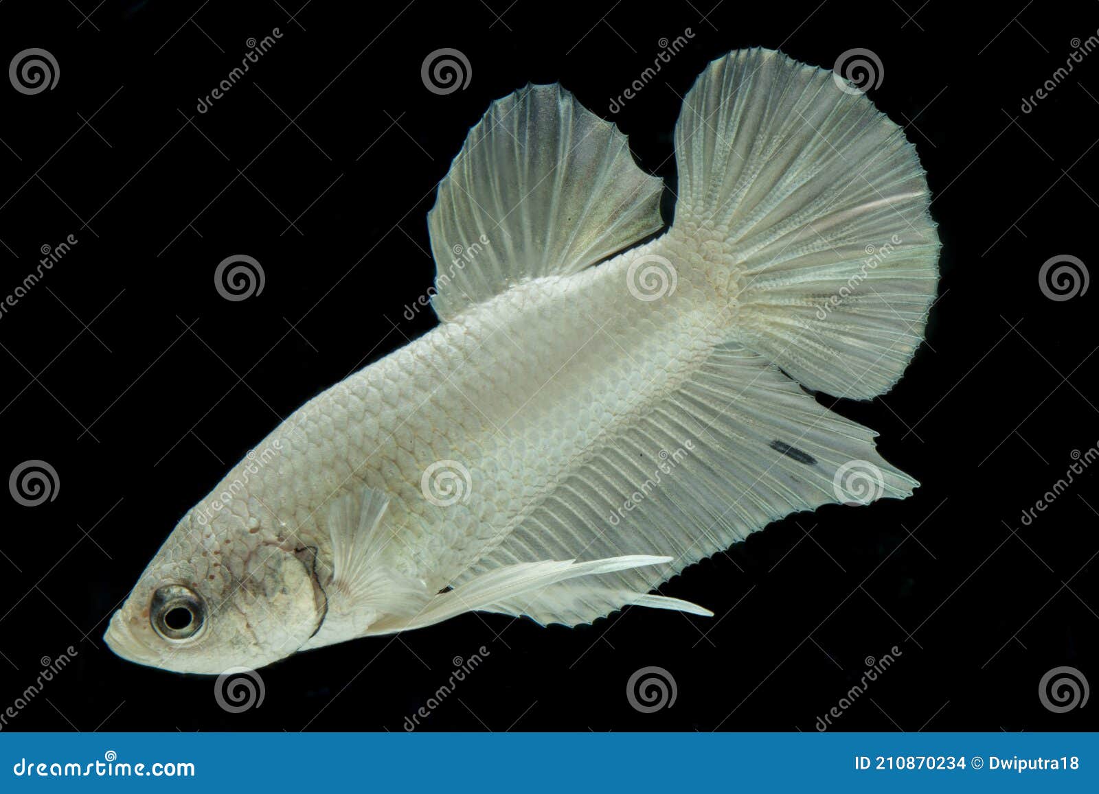 betta fish fighting ring