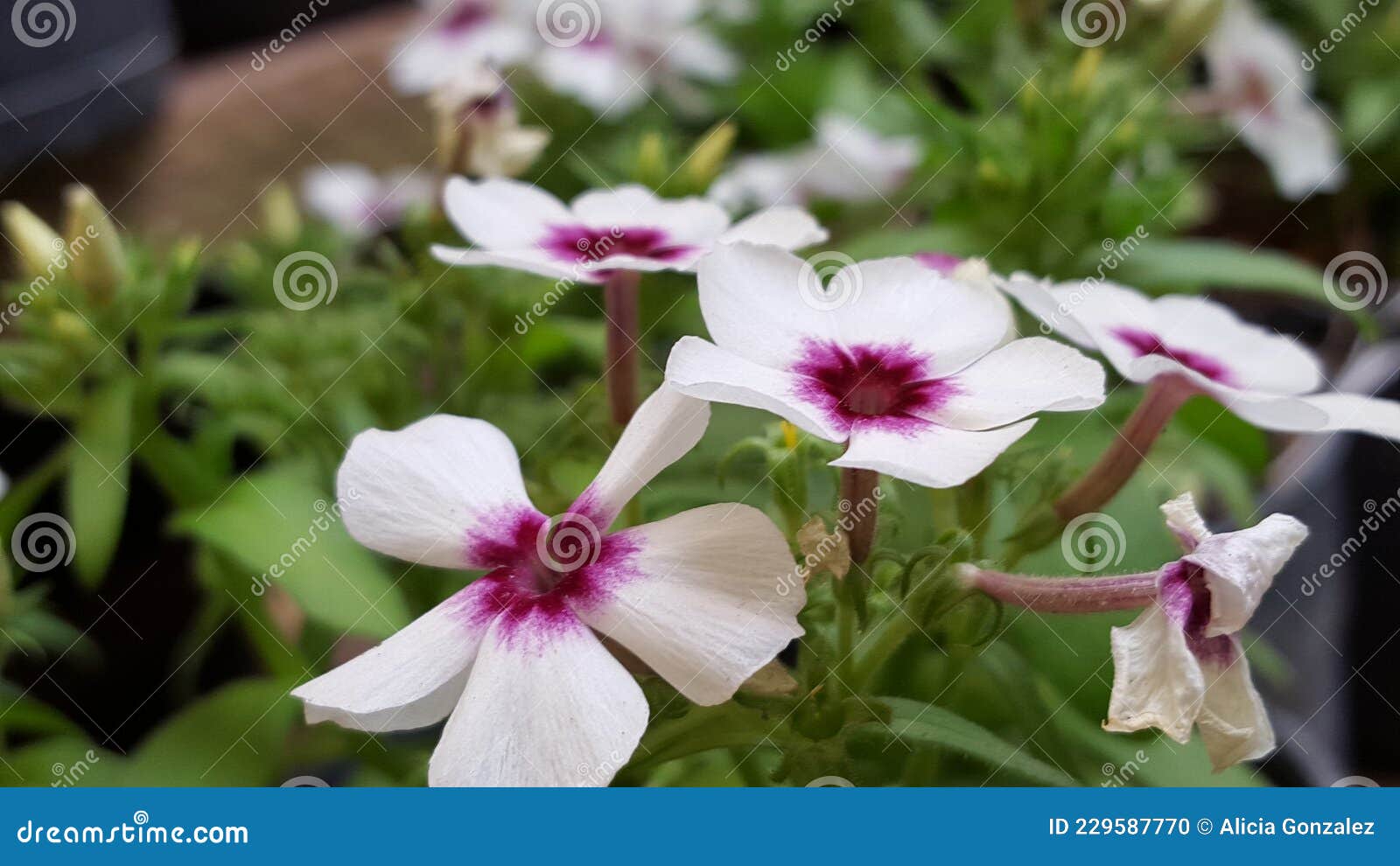petunia close up flower white a purple center 2021