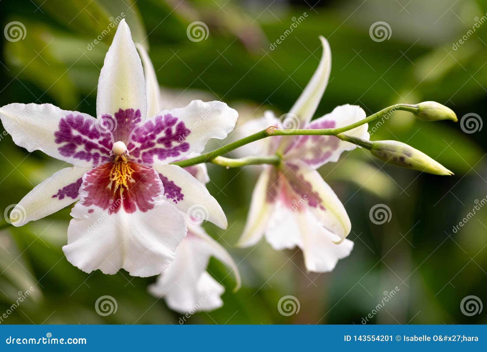 Close-up of White and Purple Oncidium Orchid, Beallara Big Shot Hilo  Sparkle Stock Image - Image of leaves, macro: 143554201