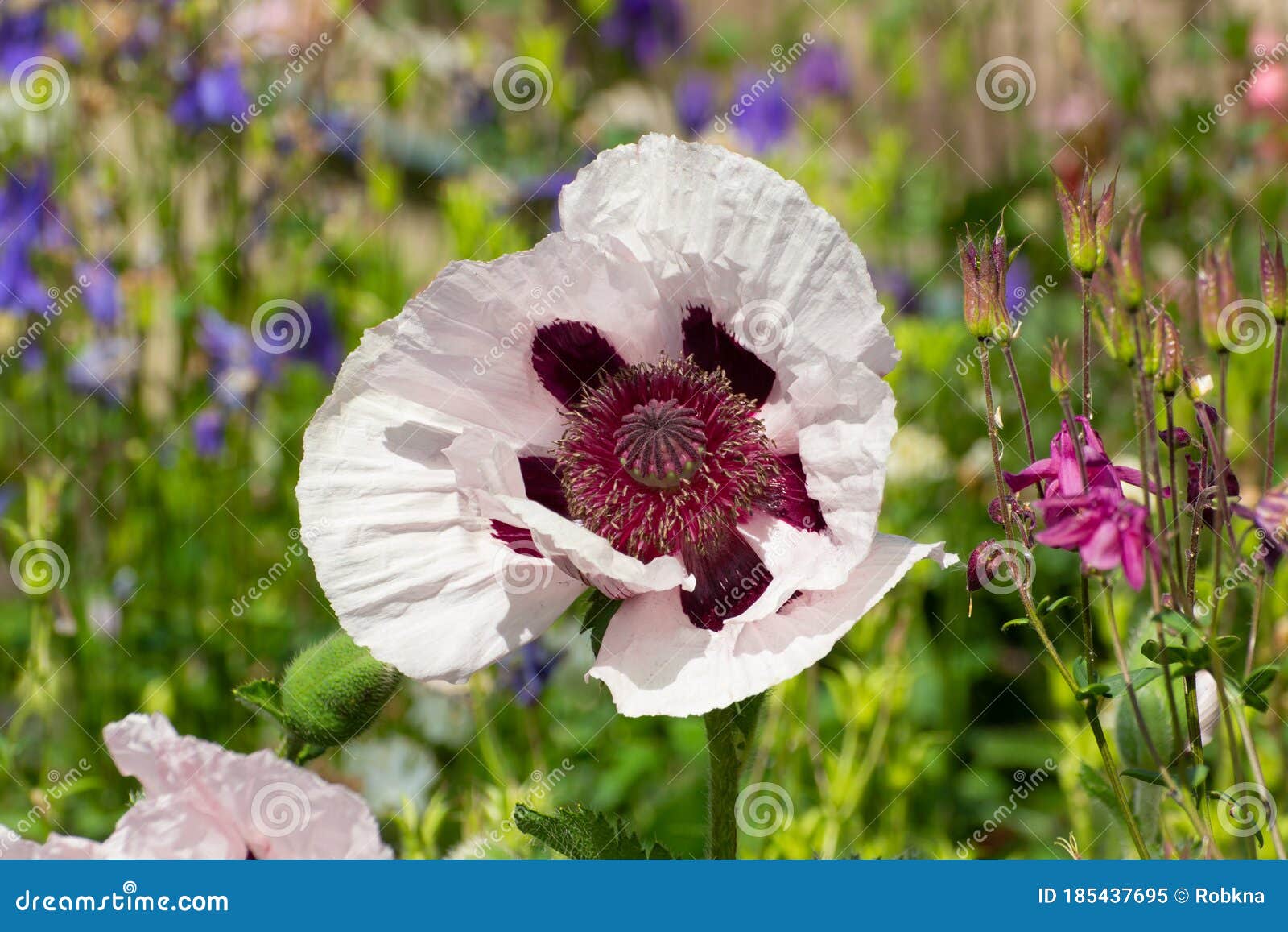 close up of a white and purple oriental poppy, papaver orientale or royal wedding