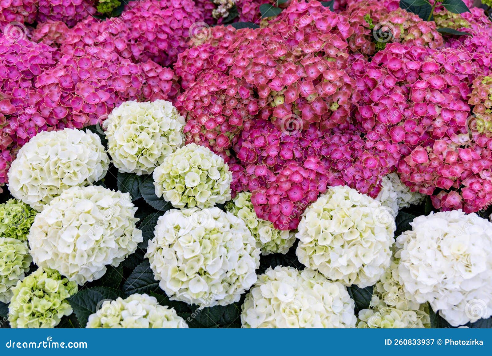 Closeup of White and Red Hydrangea Flowers As a Background Stock Image