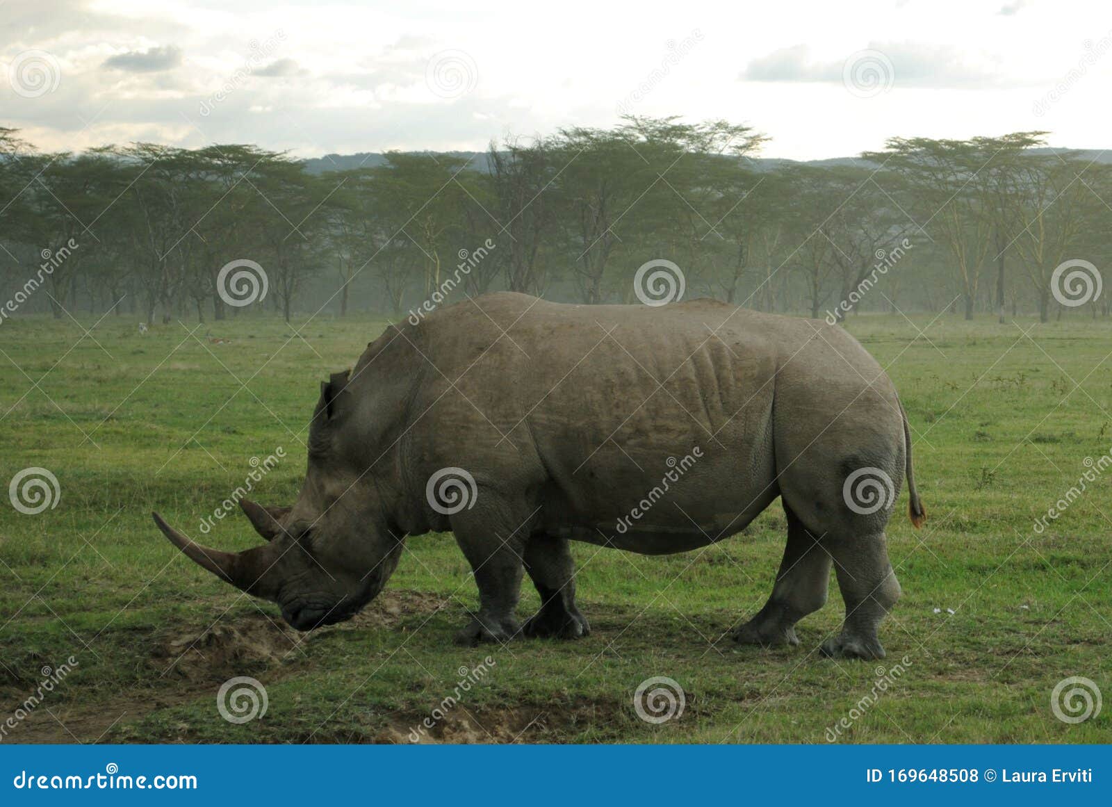 close up of a white rhinoceros exemplar having lunch in the african savannah, in kenya