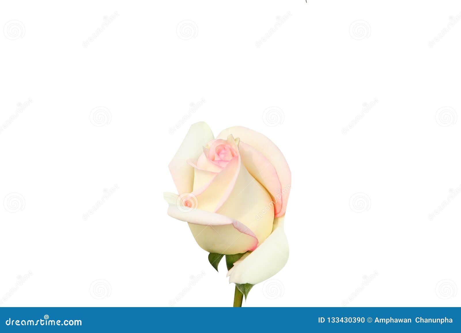 White Rose With Pink Edge Isolated On White Background Stock Photo