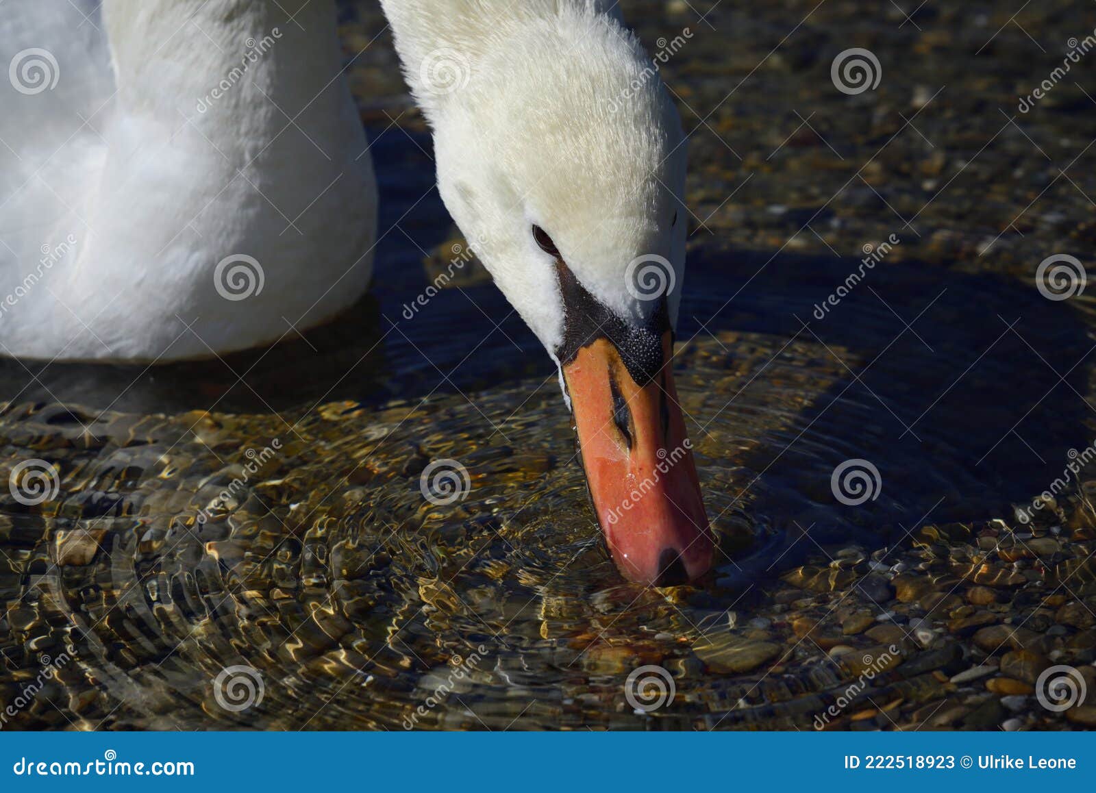 close up of a white swan that has dipped its beak in a water. round pebbles can be seen at the bottom of the water