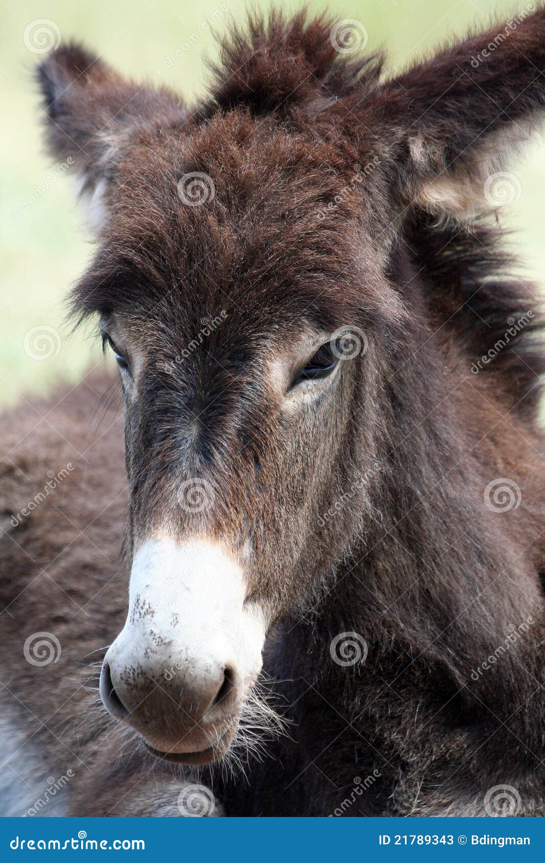 close up of a wild burro
