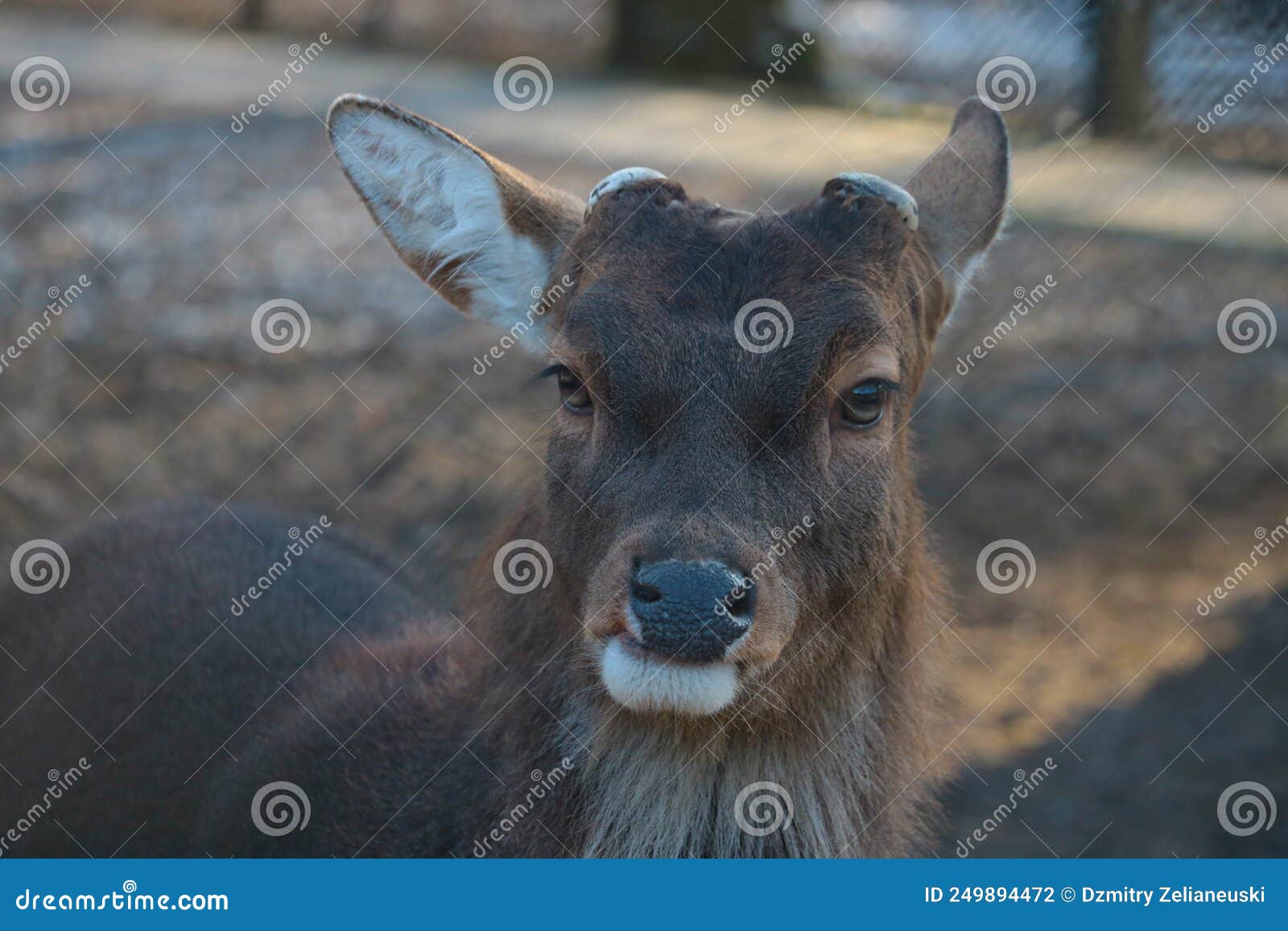 Closeup of a Wild Deer without Antlers in the Forest. Stock Photo
